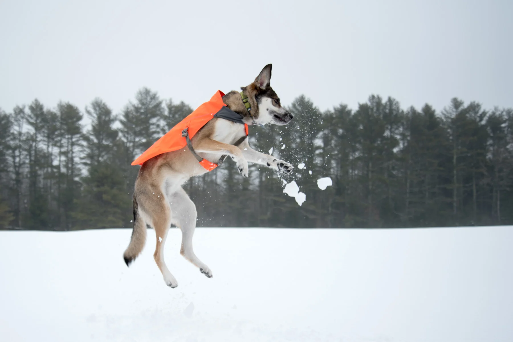 Jump Maisie! Jump!