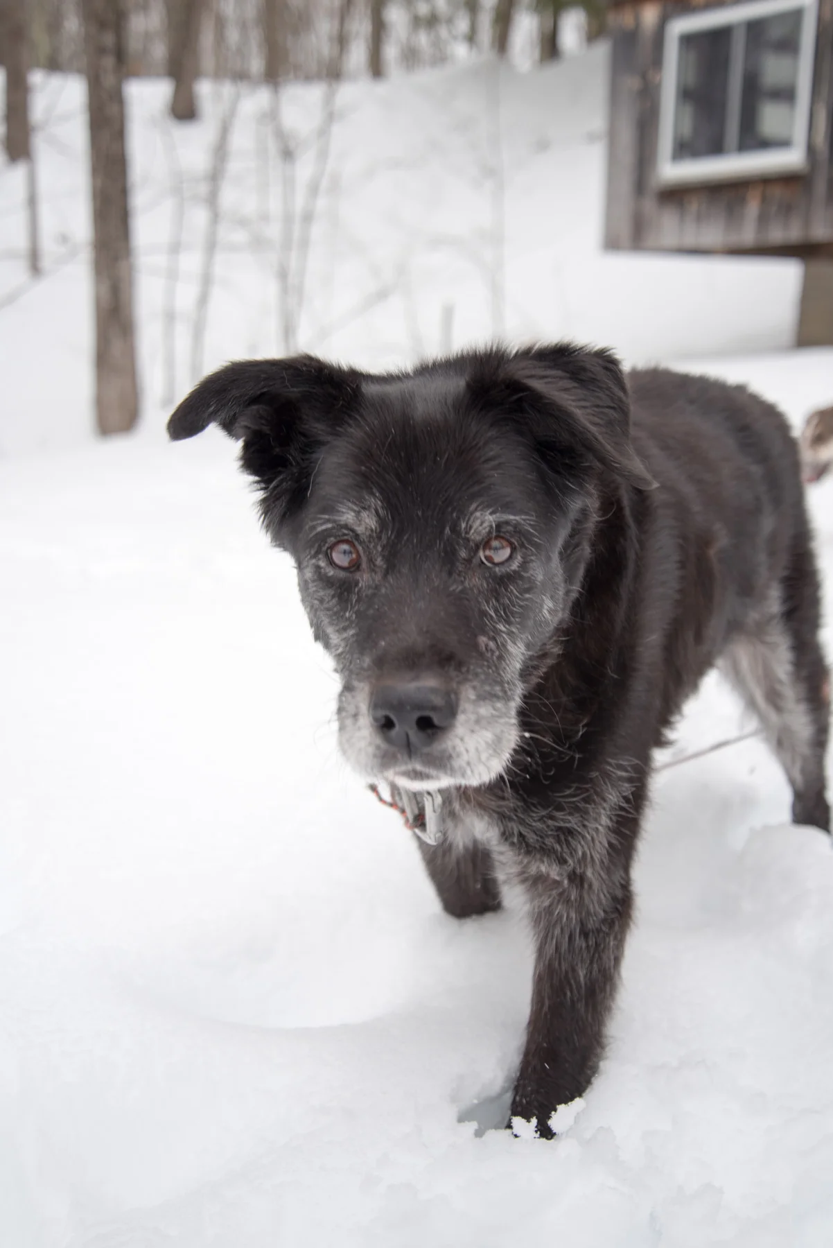 Bear greeted us as we returned from our snowshoe