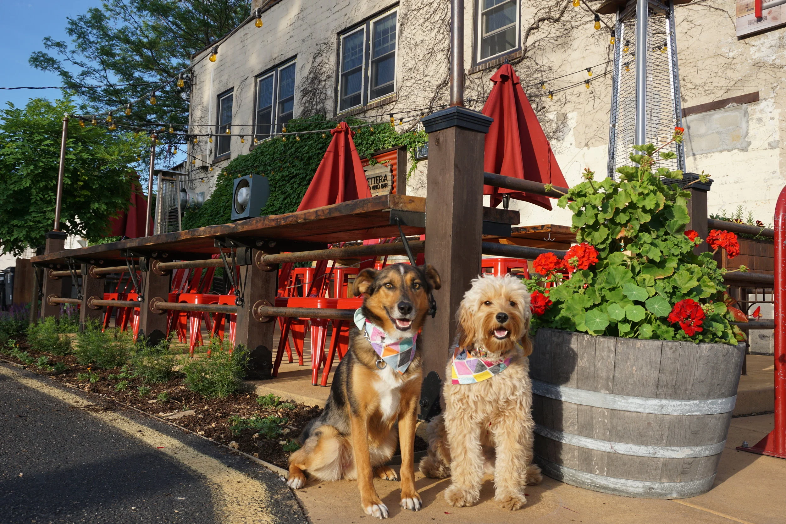 Dogs of MSP Woof Down