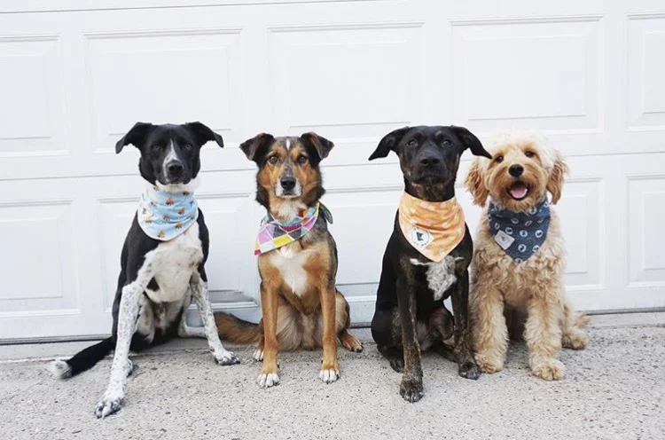 Dogs of MSP Bandana Pups