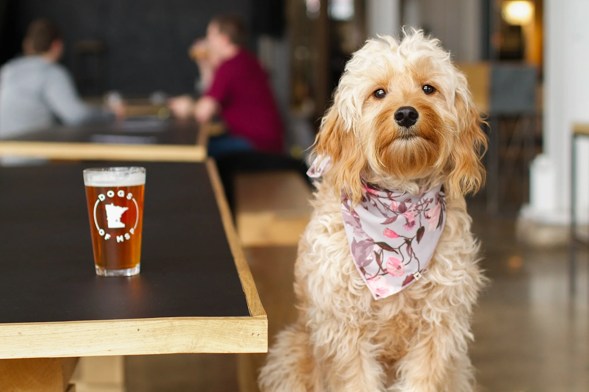 Maple & Dogs of MSP (Inbound - 3:24:17).JPG