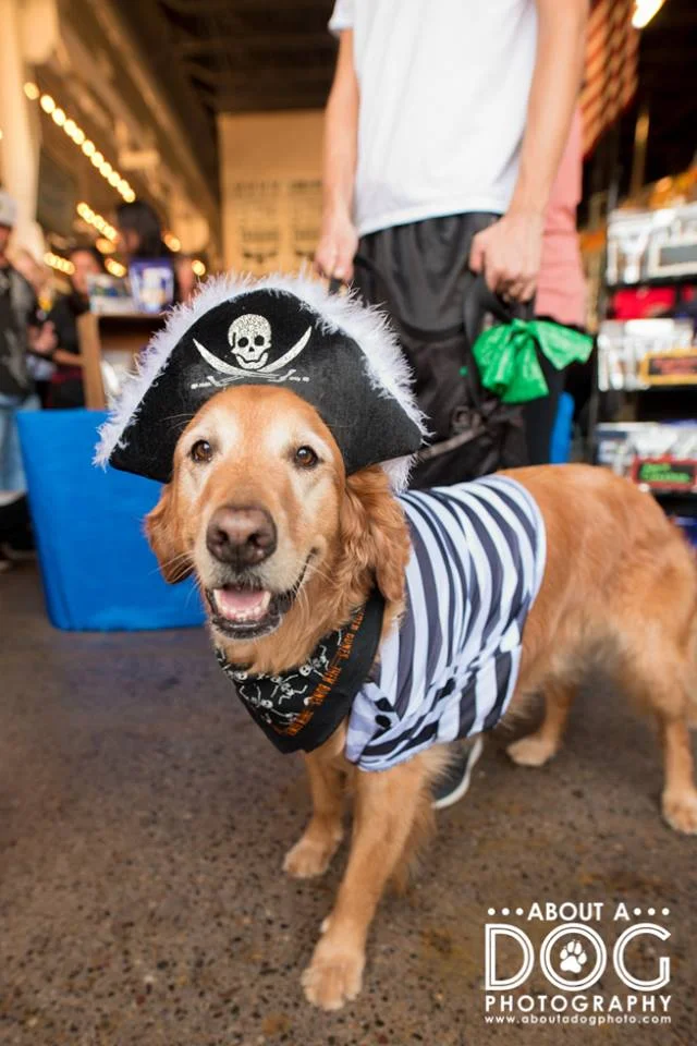 Pirate Golden Retriever.jpg