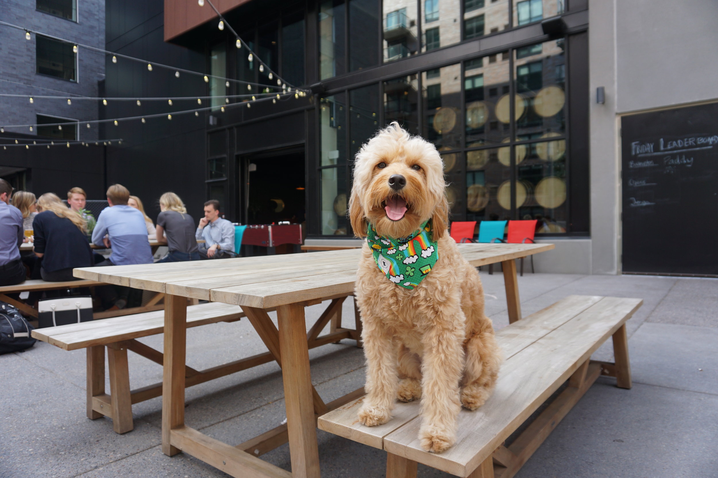 August Meet Up / National Dog Day