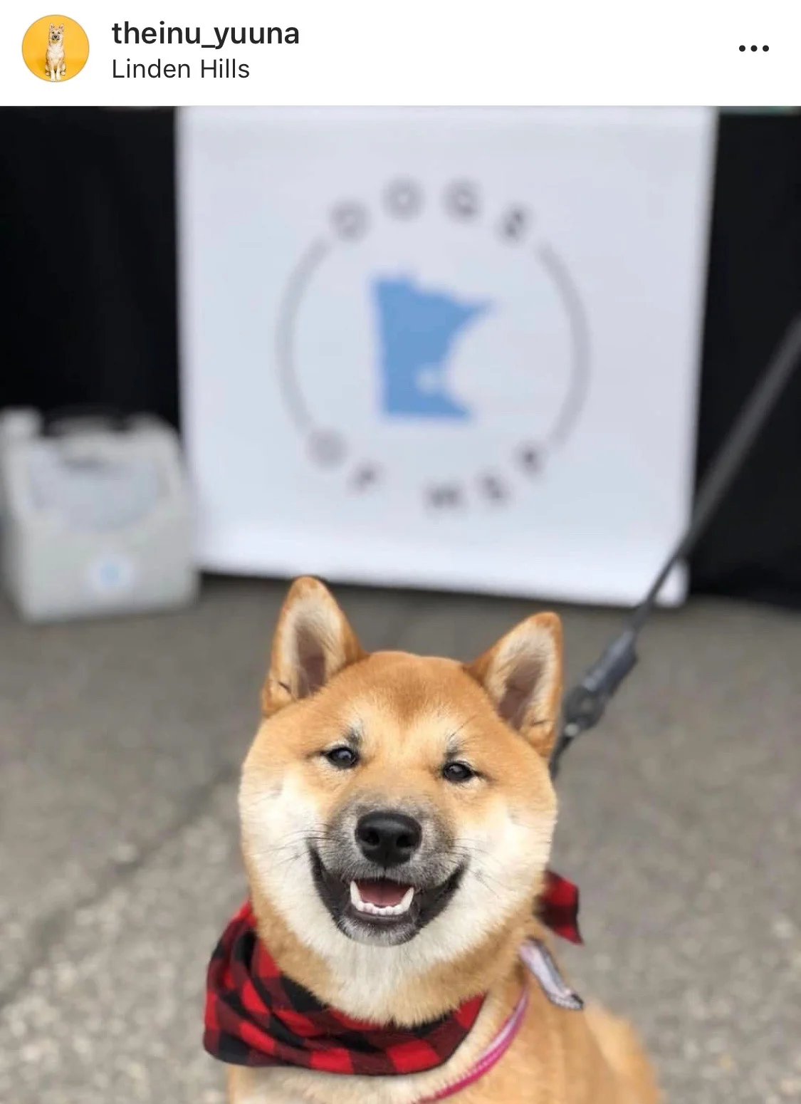 Minnesota’s #InstaFamous Pups