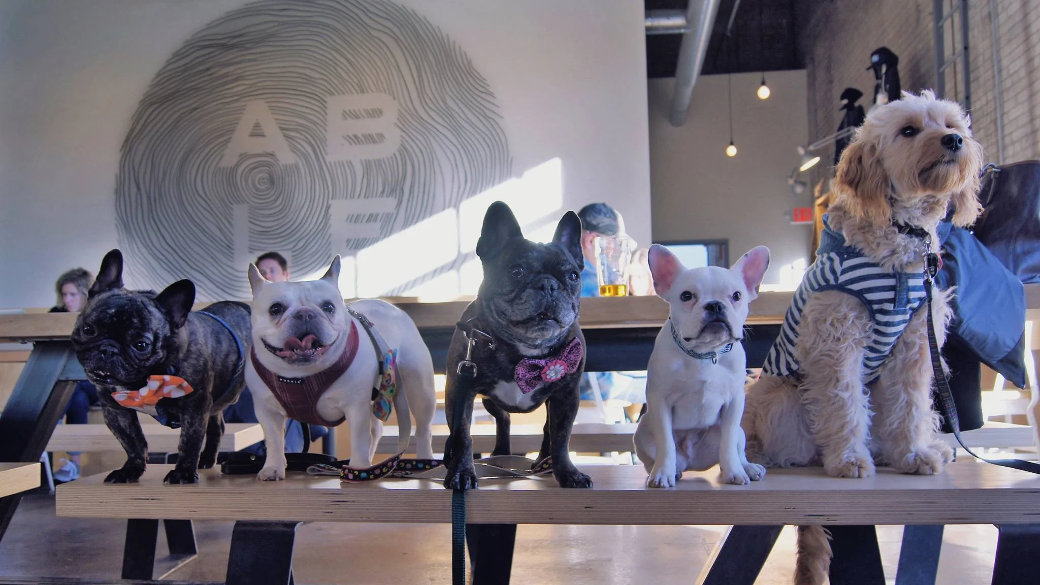 MSP Welcome Week: Dogs of MSP at Able Brewery