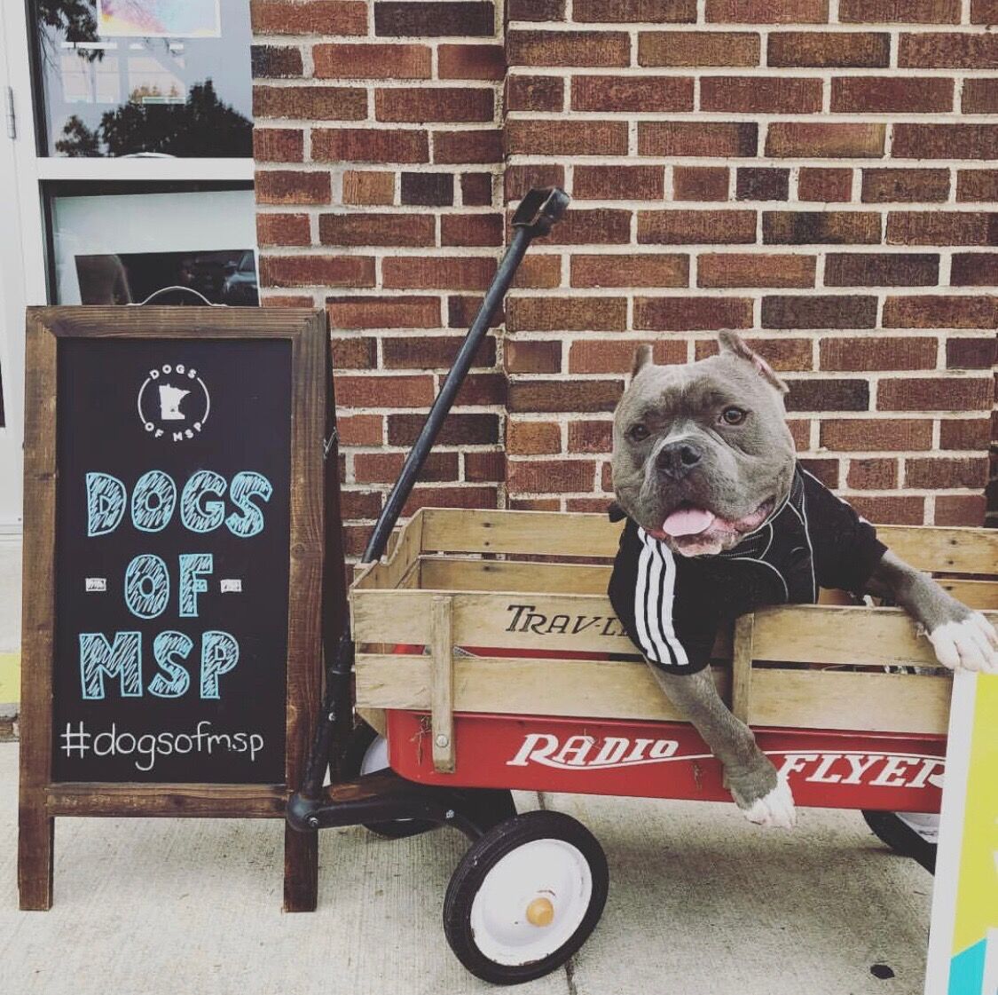 Dogs of MSP April Meet Up