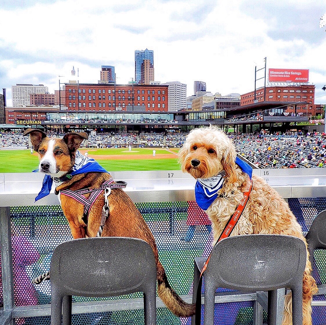 Dog Day at the St. Paul Saints