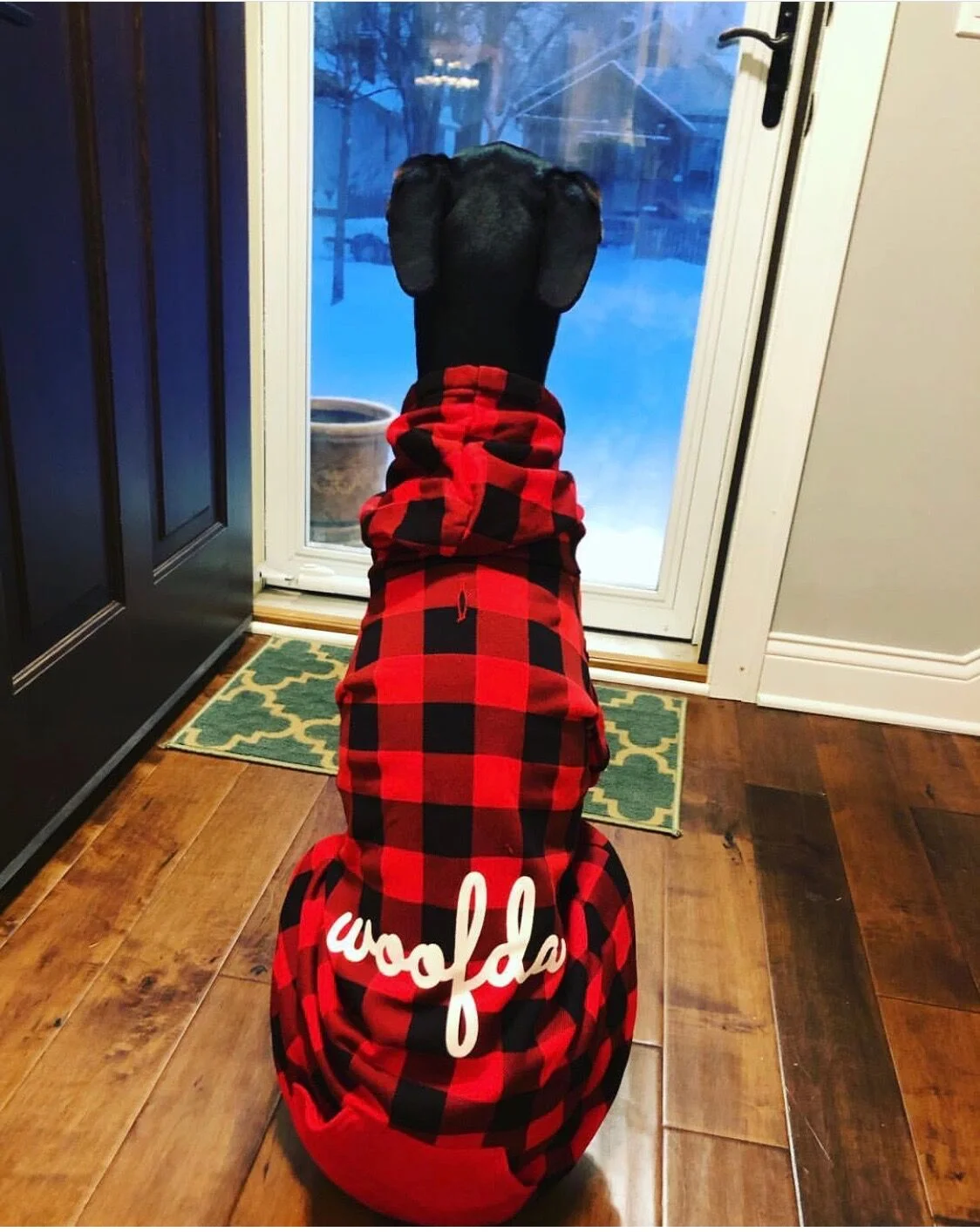 Kaiser the Doberfrand Woofda.jpeg