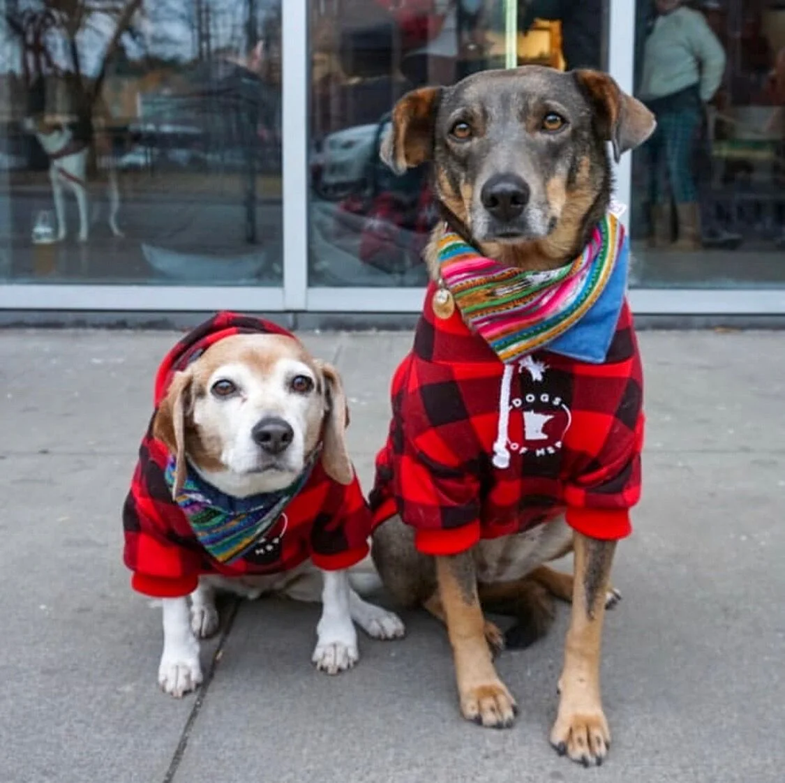 Paws in the Park Hoodies.jpeg