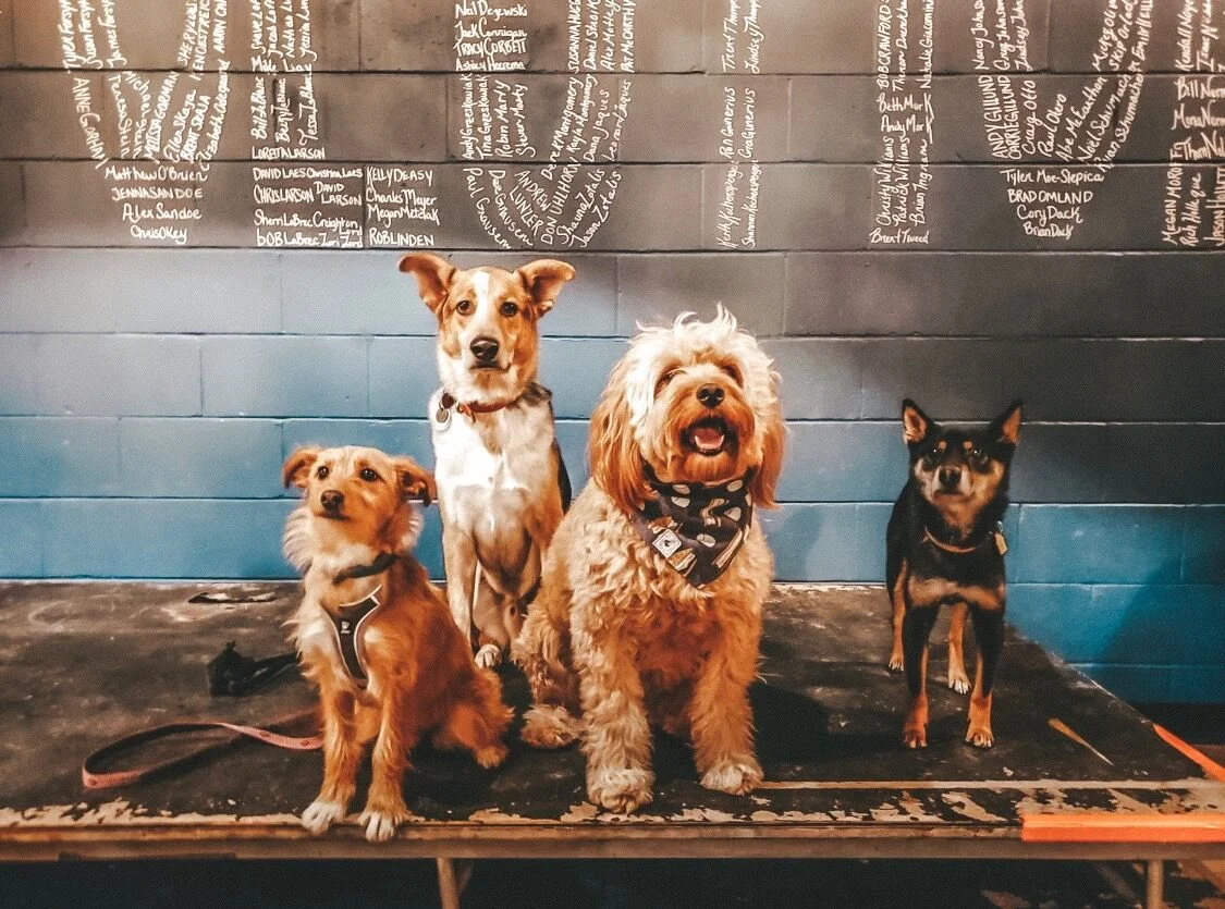 Dogs of MSP July Meet Up