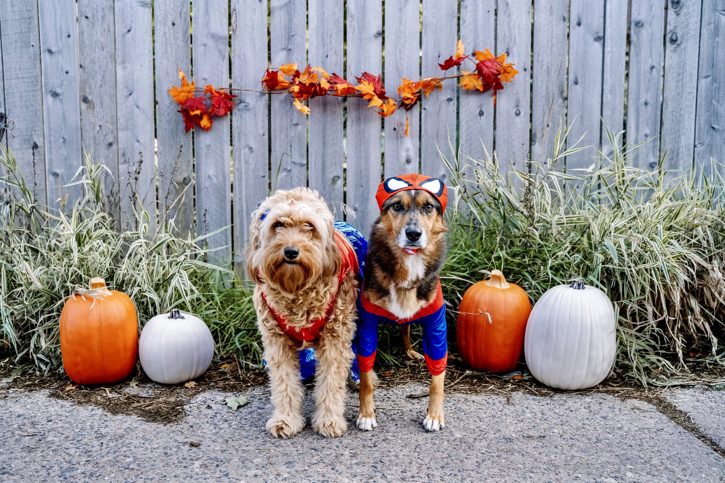 Dogs of MSP October Meet Up / Doggone Halloween