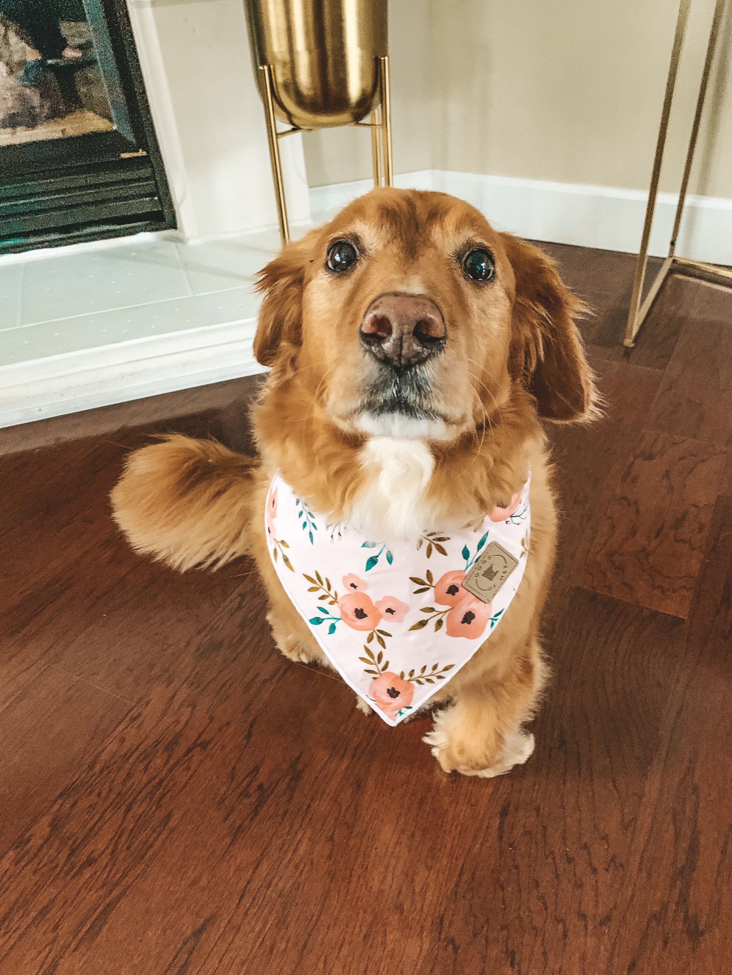 Daisy Pink Floral.jpeg