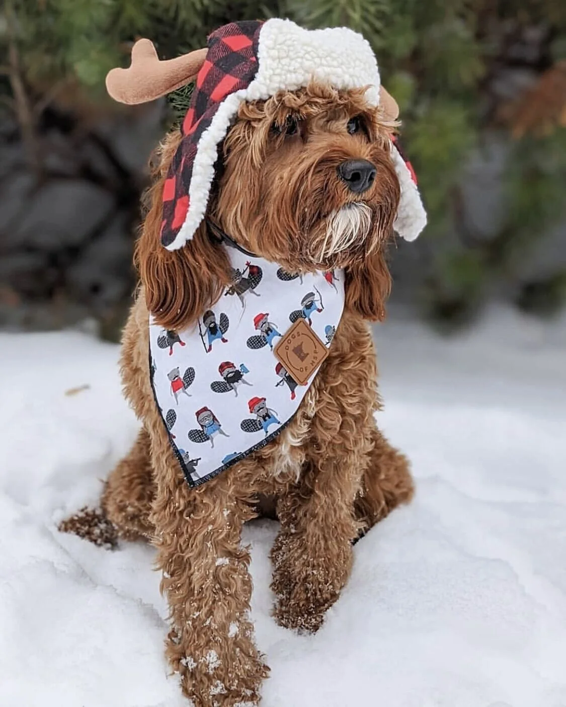 Ollie Beaver Bandana.jpeg
