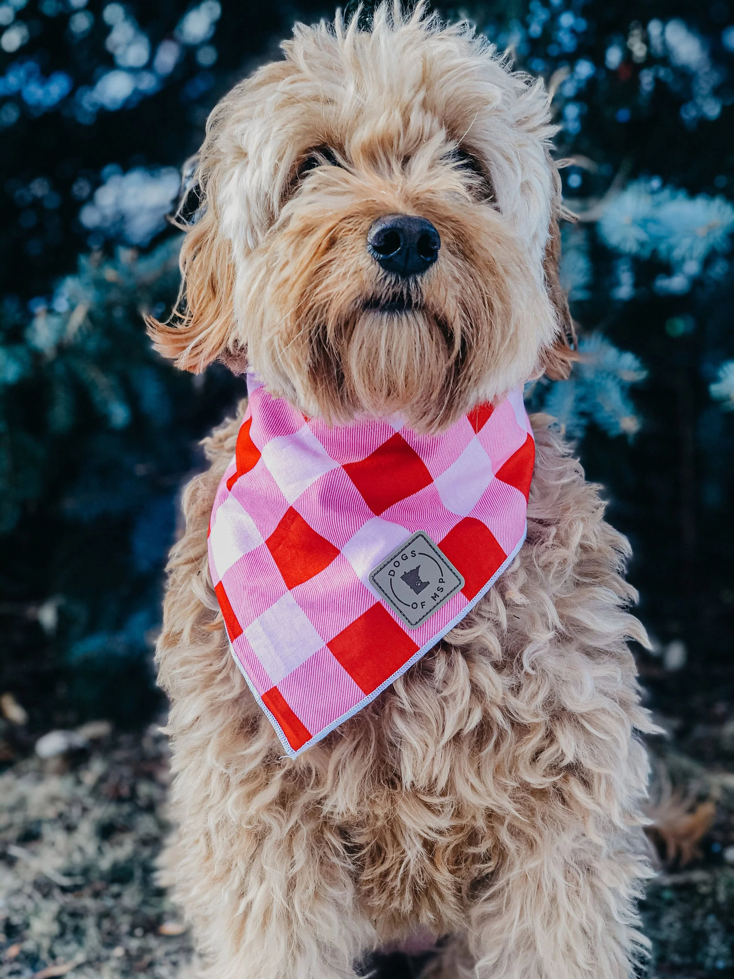 Maple Valentine's Day Bandana.jpeg