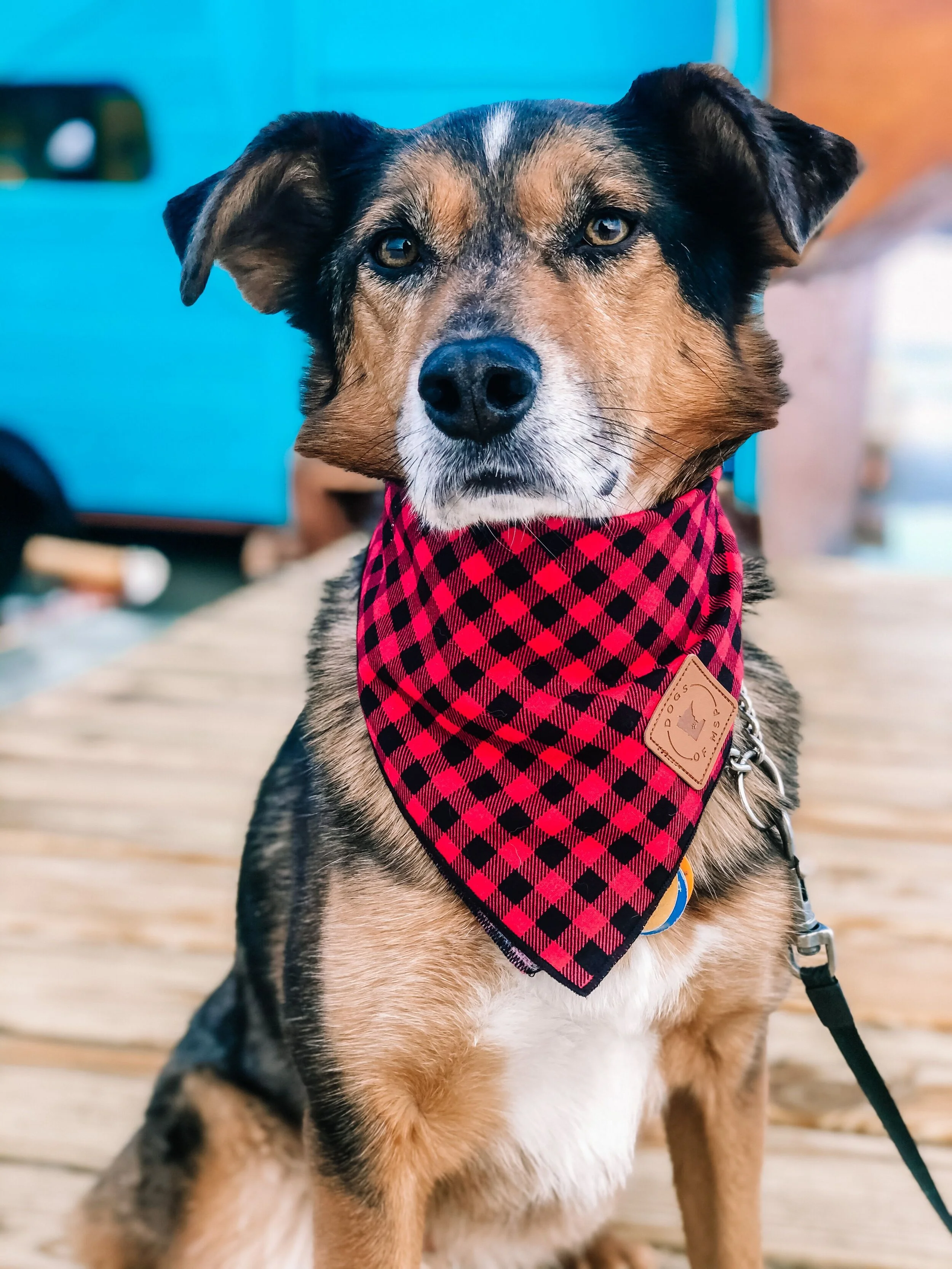 Butterscotch Red Plaid Bandana.jpeg