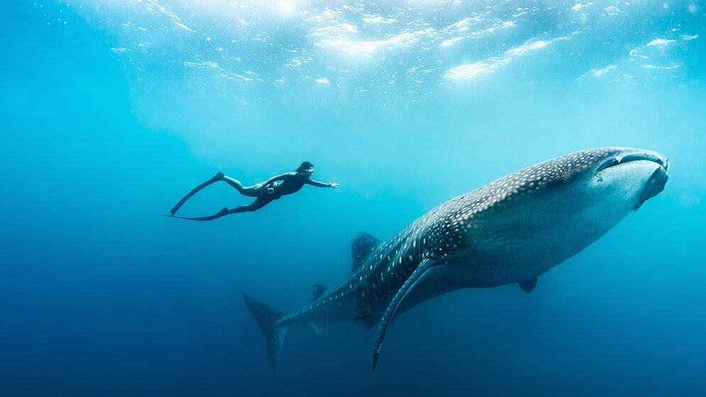 Soneva Fushi - Free Diving