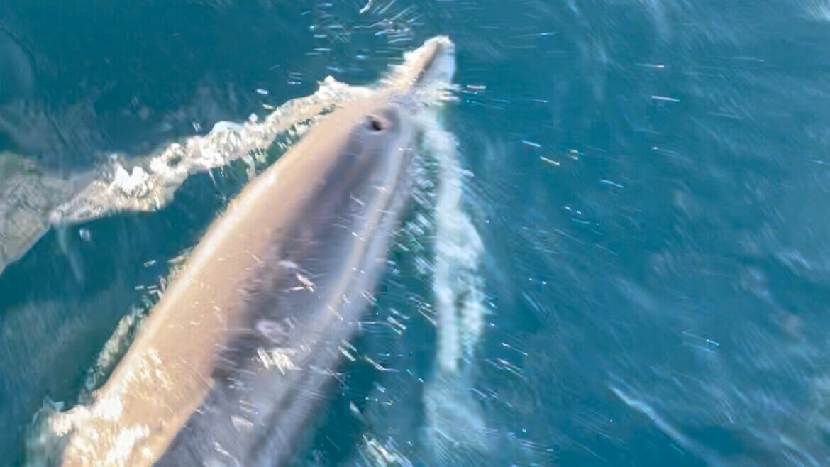  Soneva Fushi Dolphin Cruise  