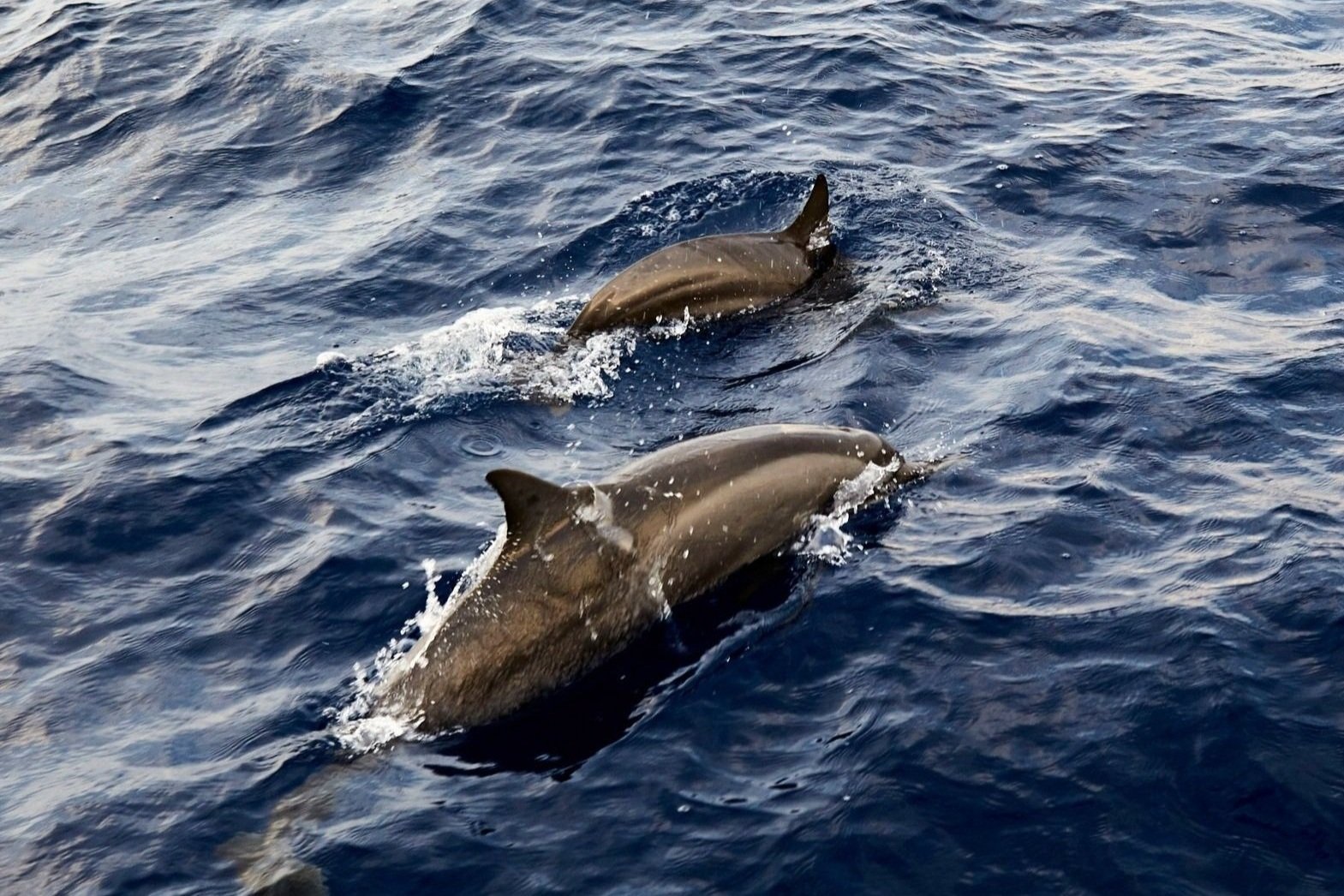  Dolphin Cruise 