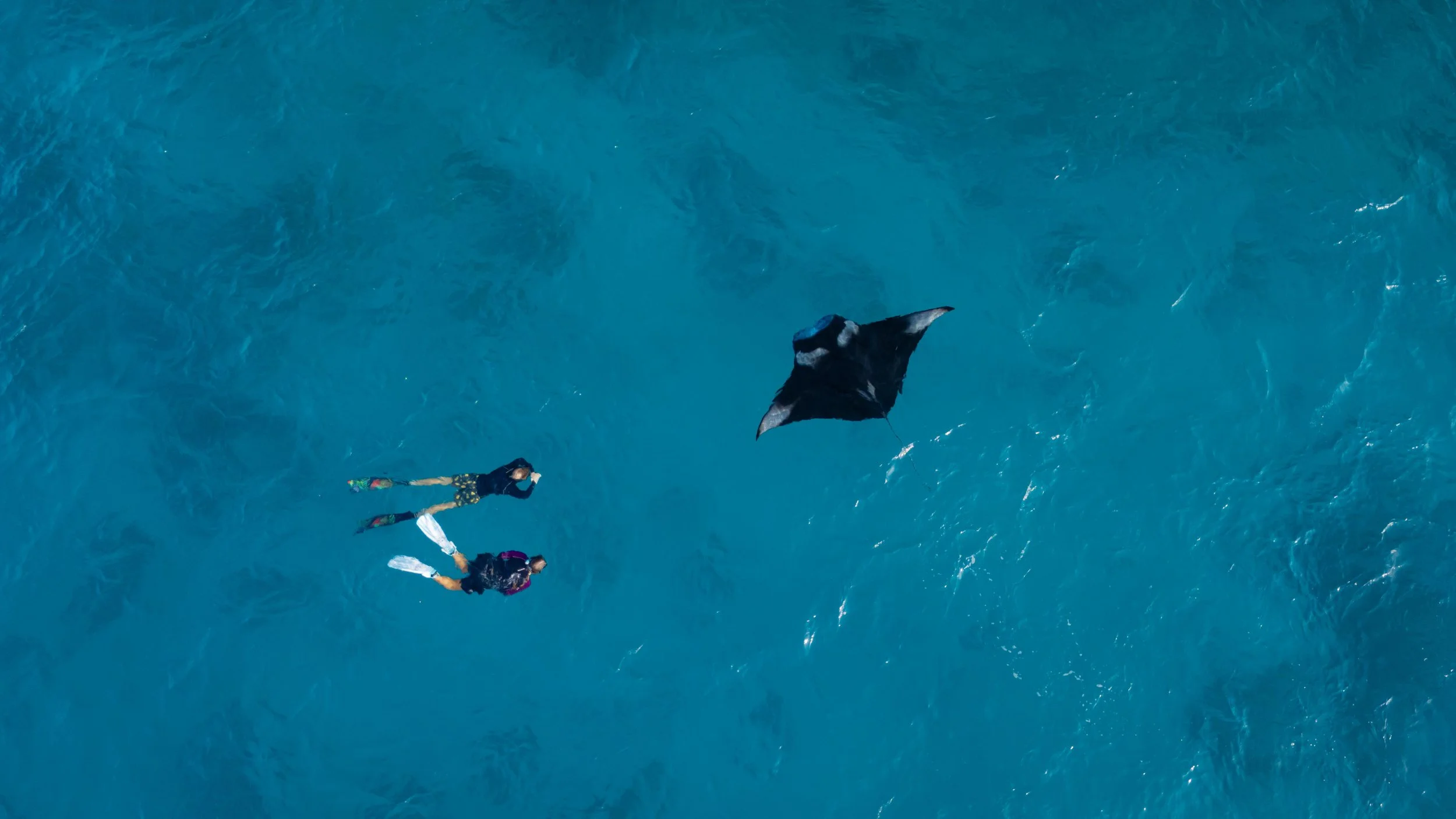  Snorkelling With Manta Rays 