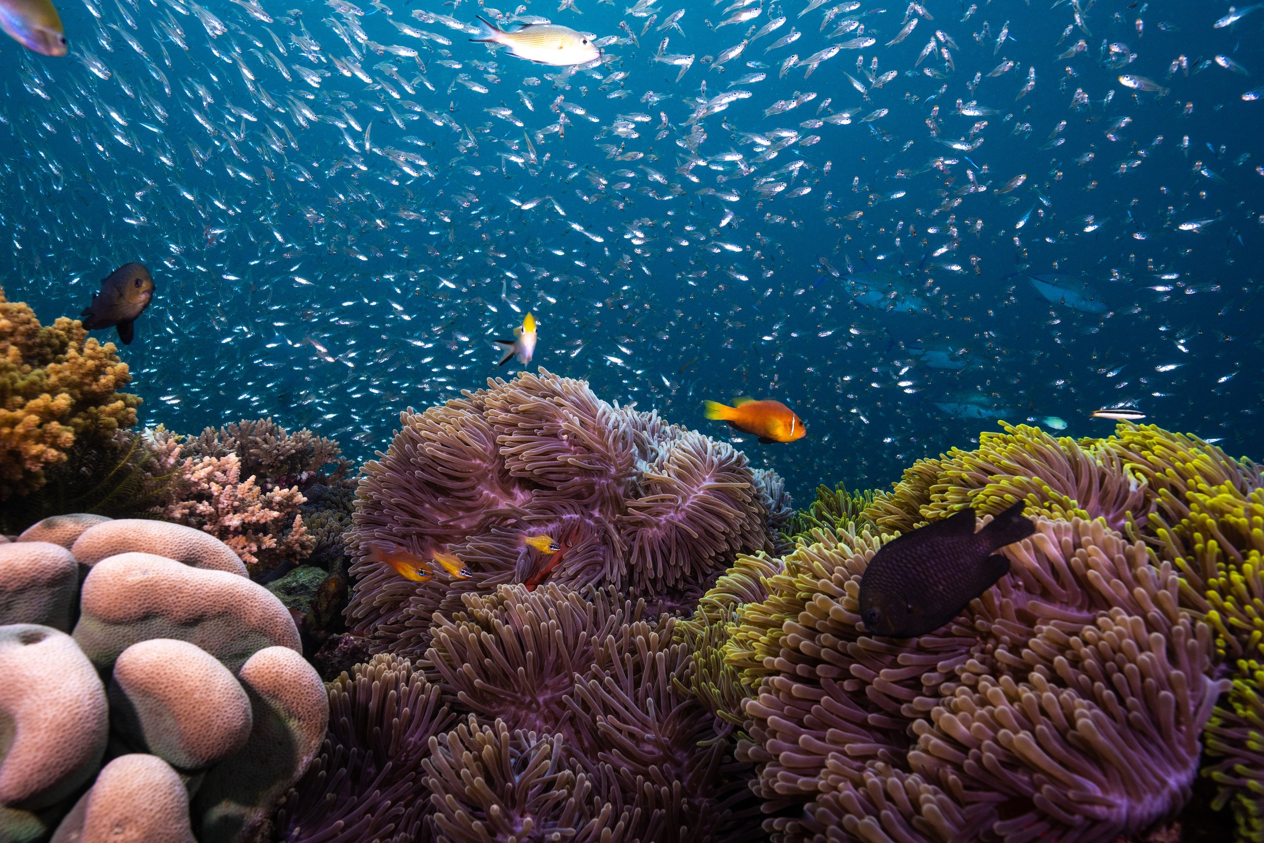  Anantara Kihavah’s House Reef 