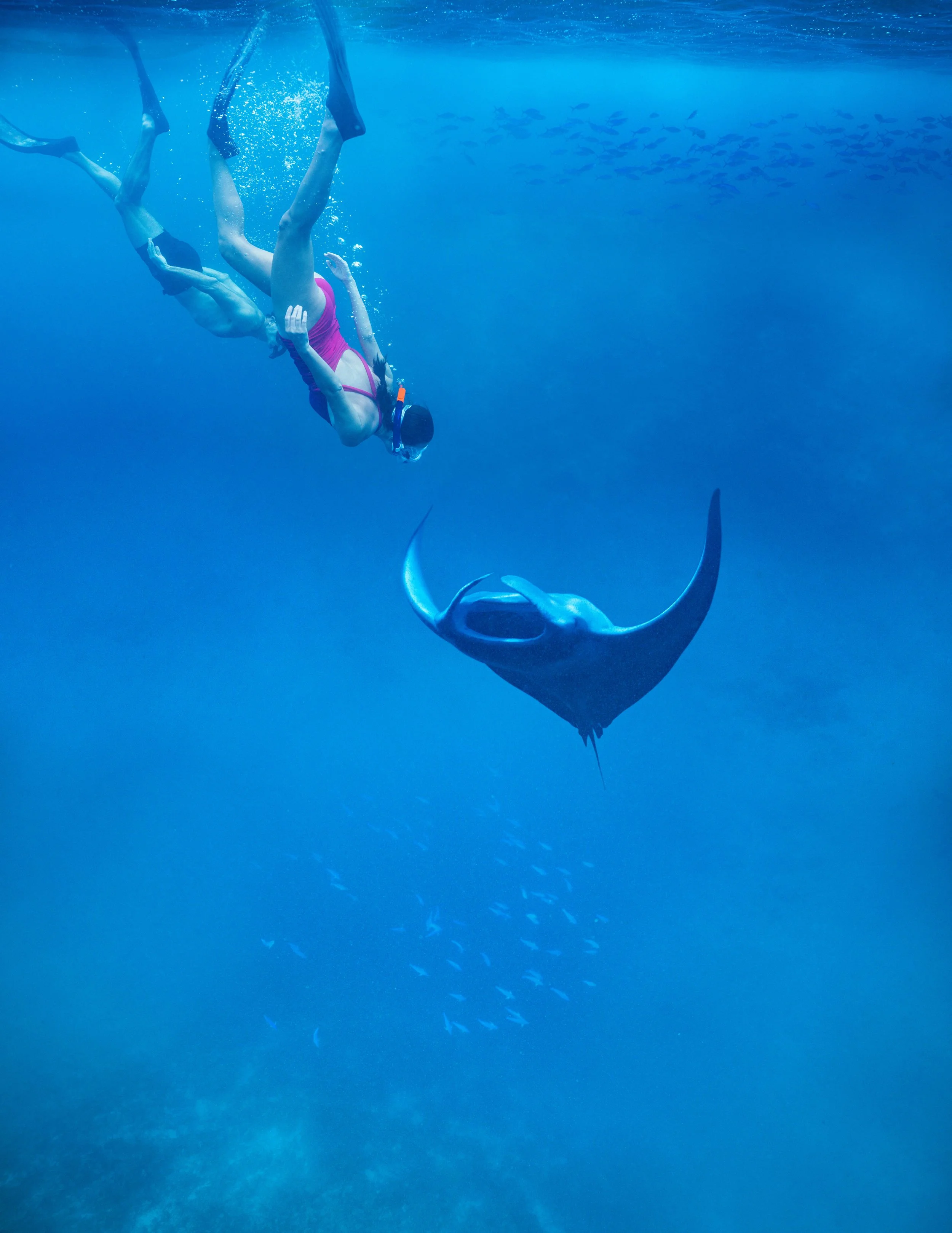  Snorkelling with Manta Rays 