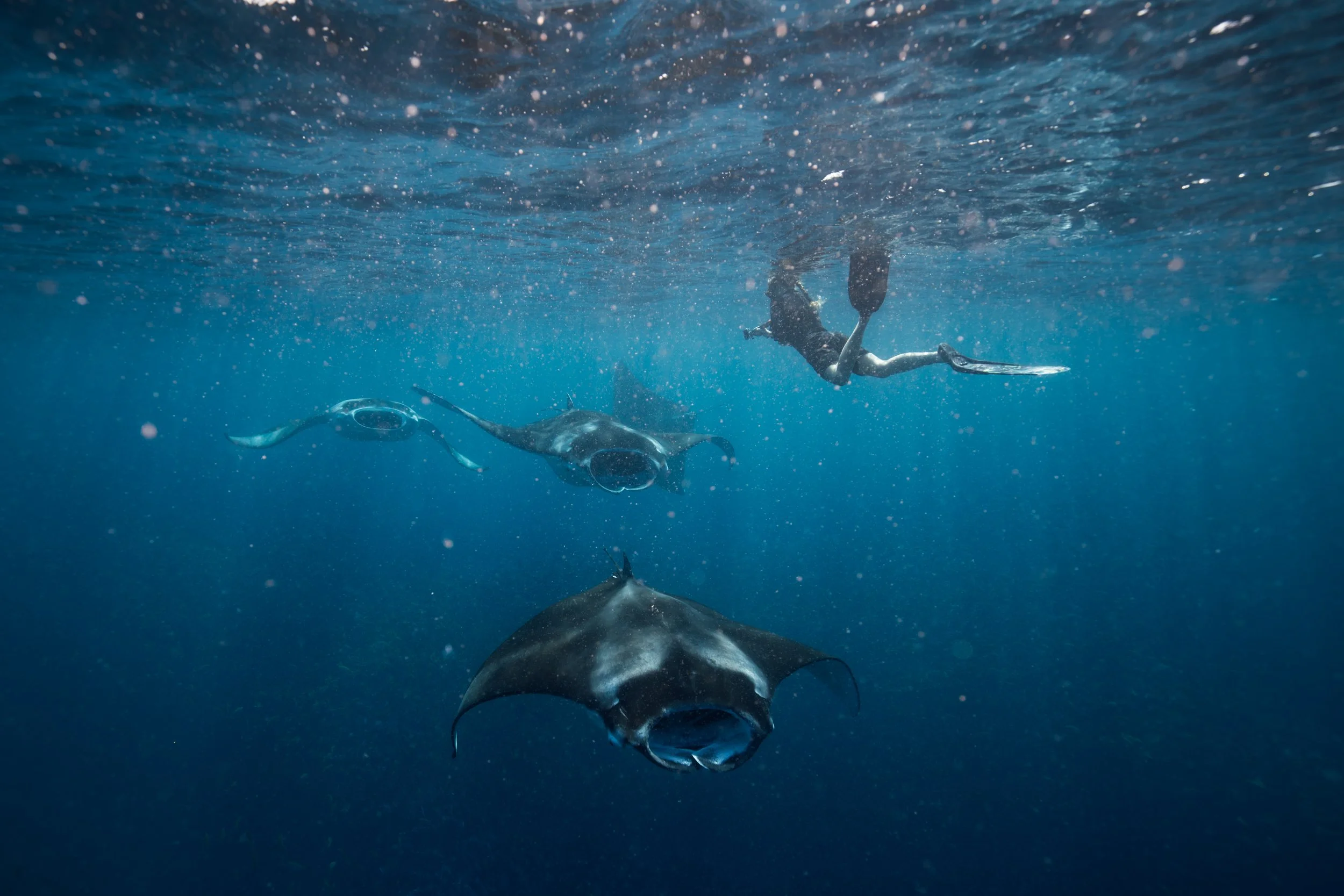  Snorkelling with Manta Rays 