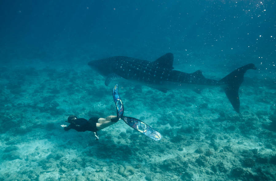  Snorkelling with Whale Sharks 