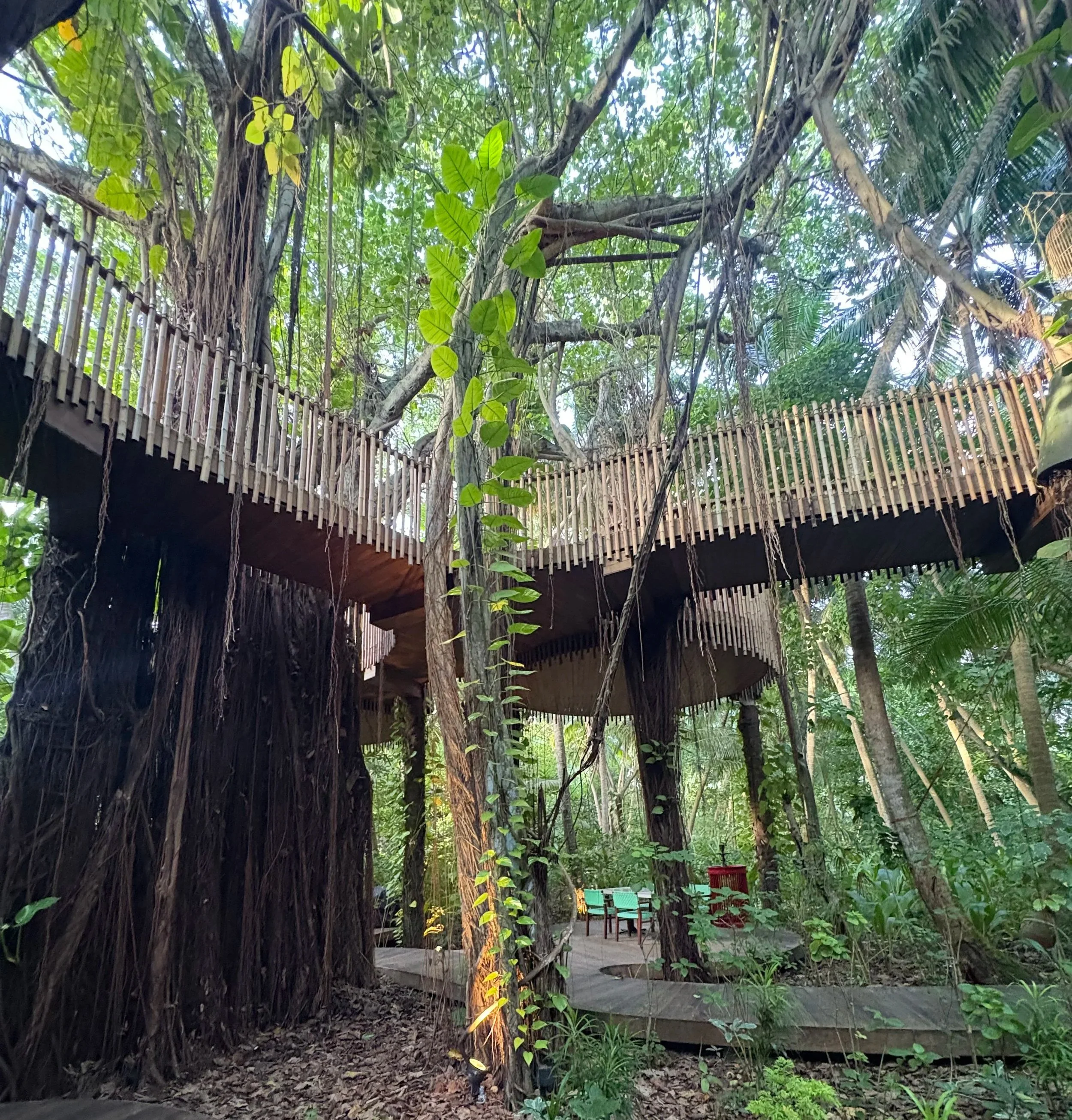 Restaurant set in the canopy of the trees with wooden bridges and walkways