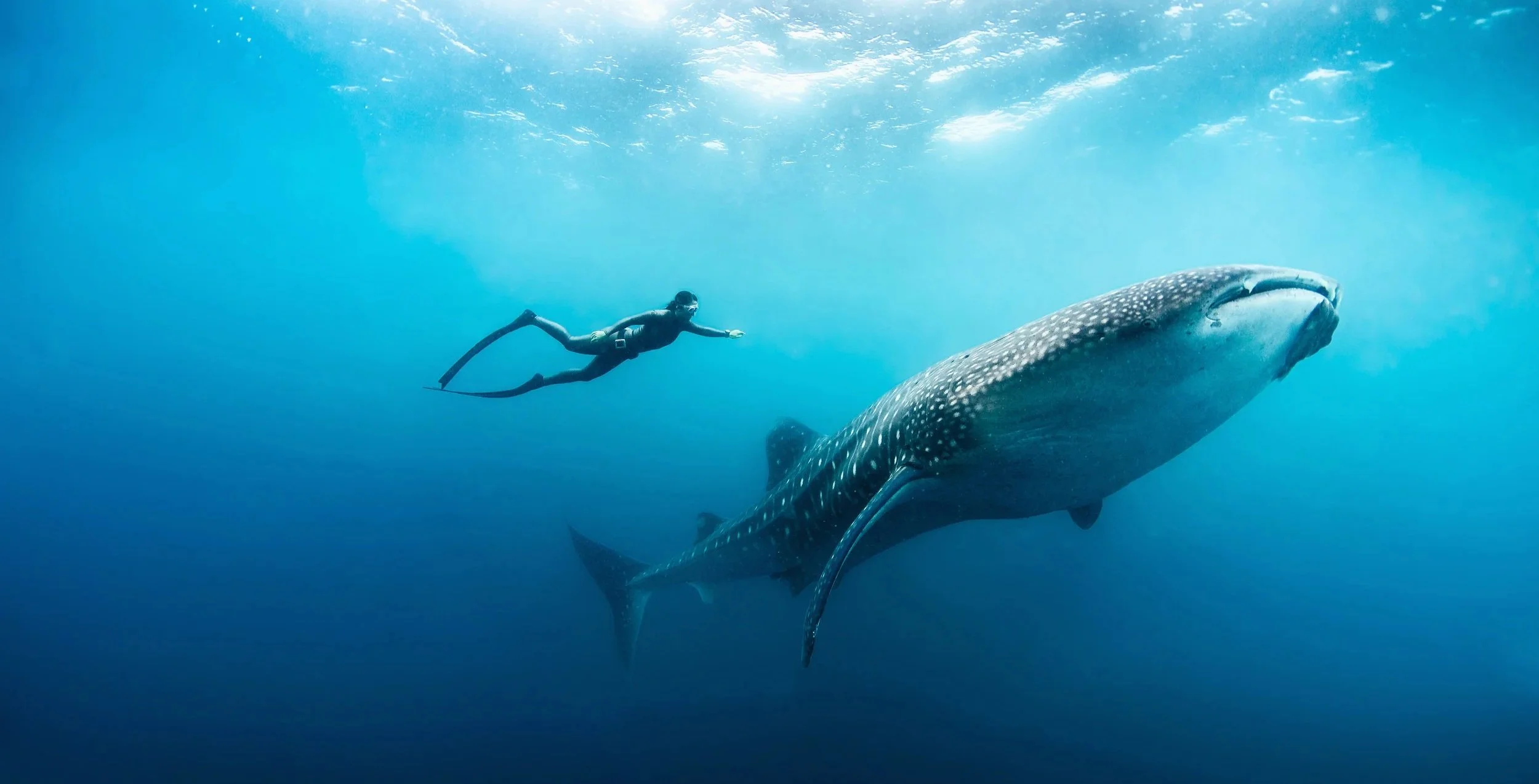 Person swimming with Whale Shark