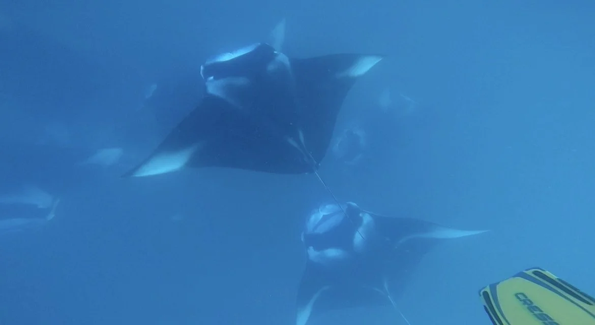Snorkeler with manta rays