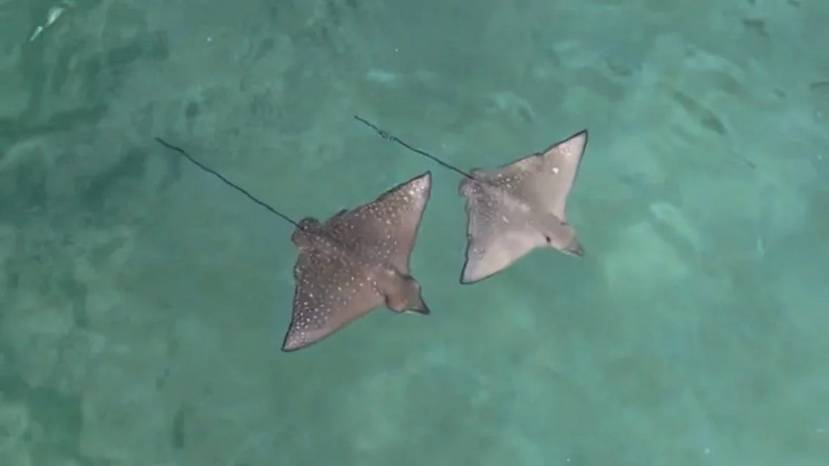 Two Eagle Rays in the lagoon