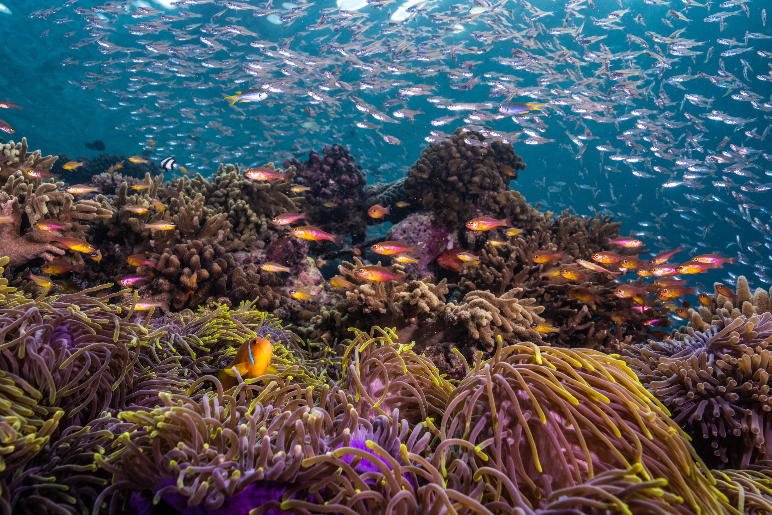 02_Anantara Kihavah House Reef - Marine Life.jpg