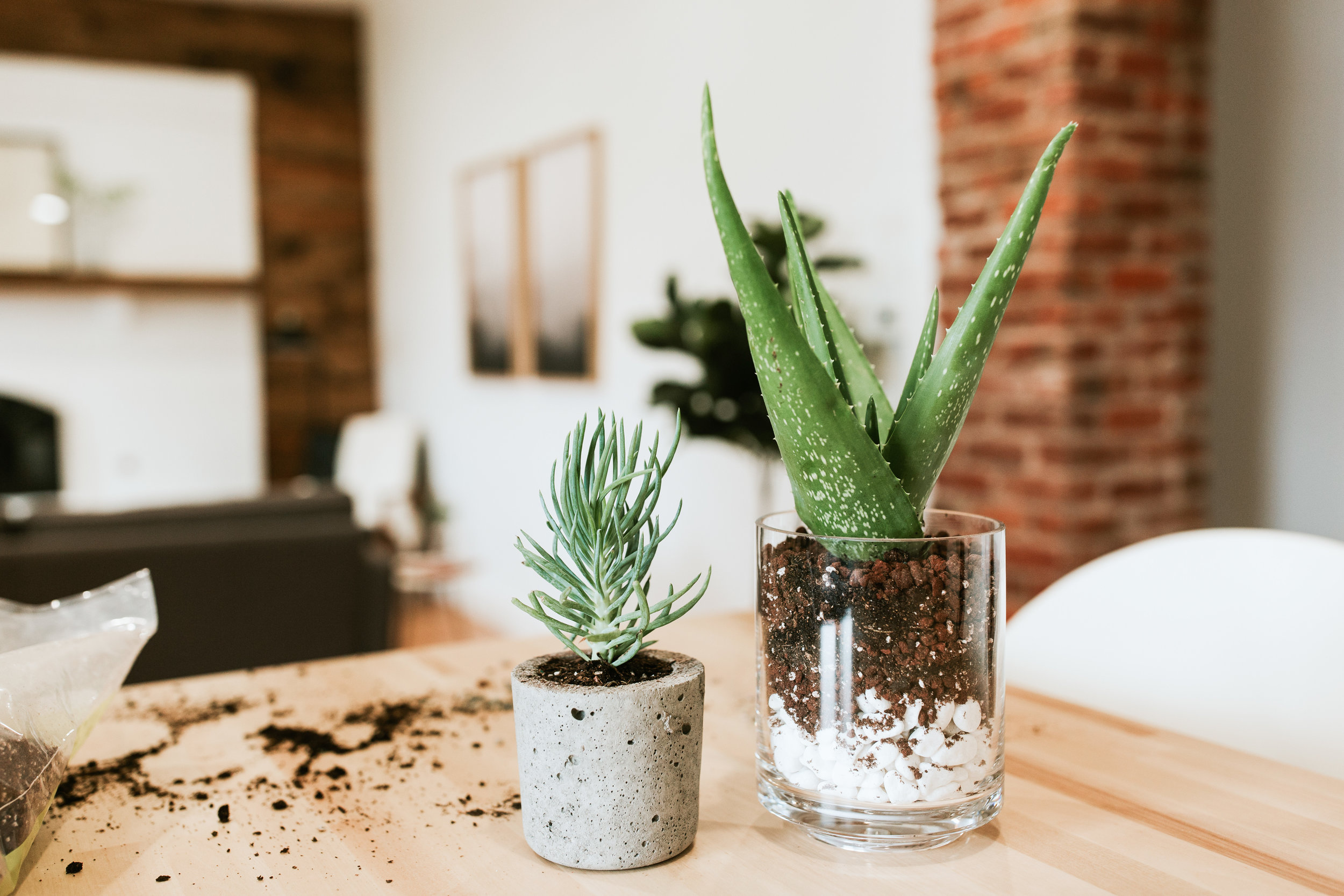 how to plant succulents and keep them alive - aloe vera, soil, rocks, modern planters