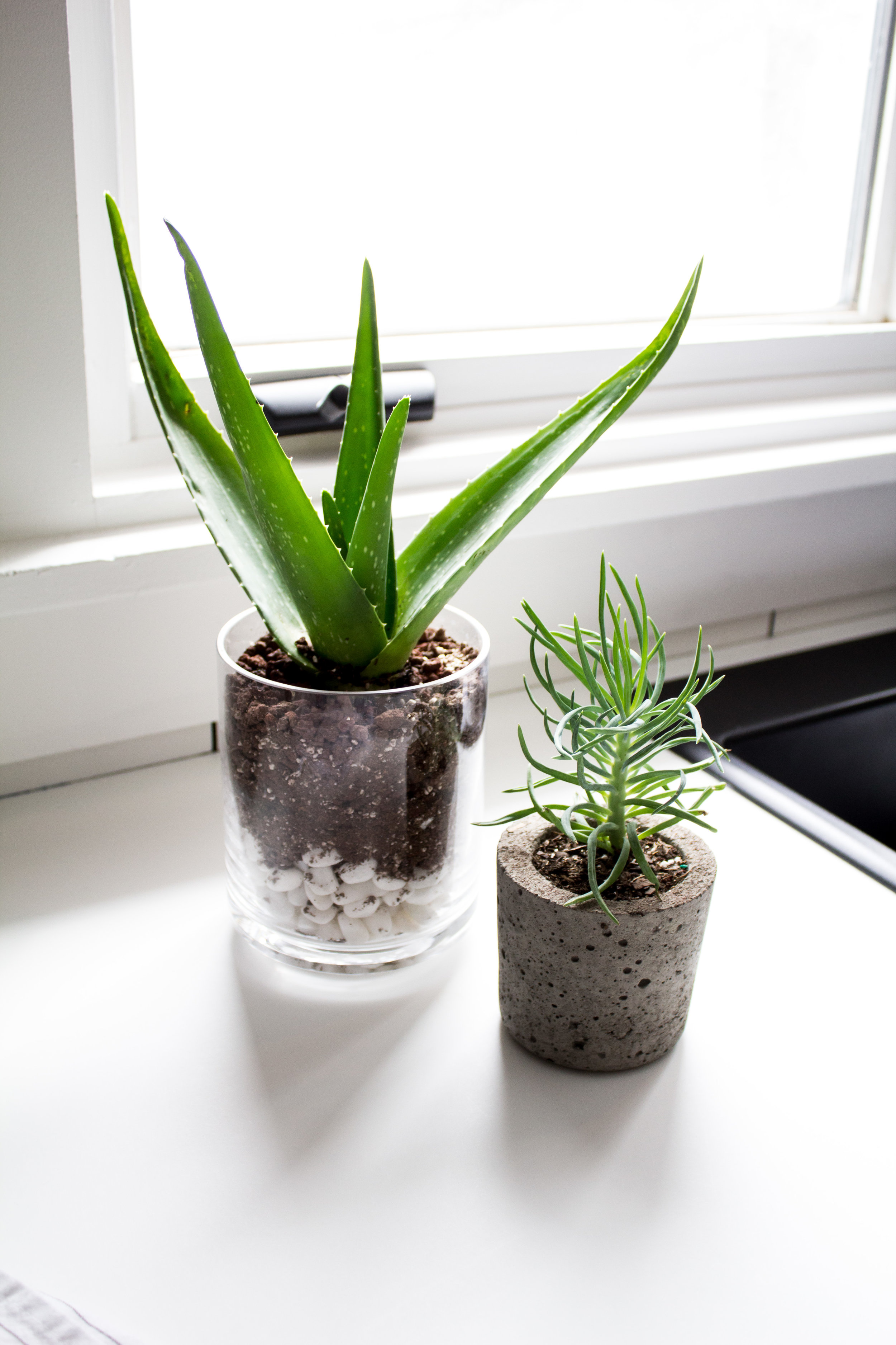 how to plant succulents and keep them alive - aloe vera, soil, rocks, modern planters