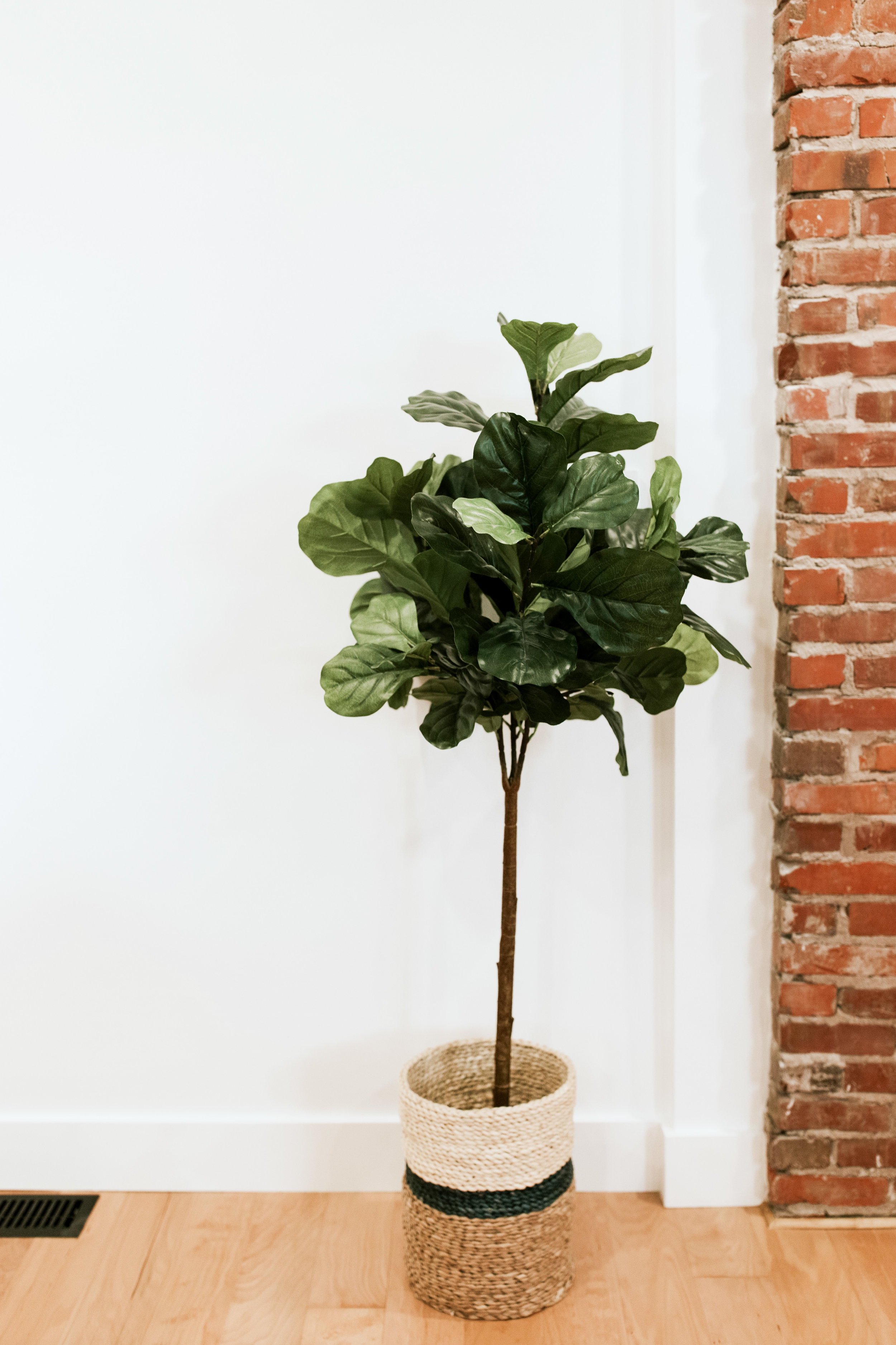 Faux Fiddle Leaf fig - Living room reveal of mid century modern, outdoorsy style home