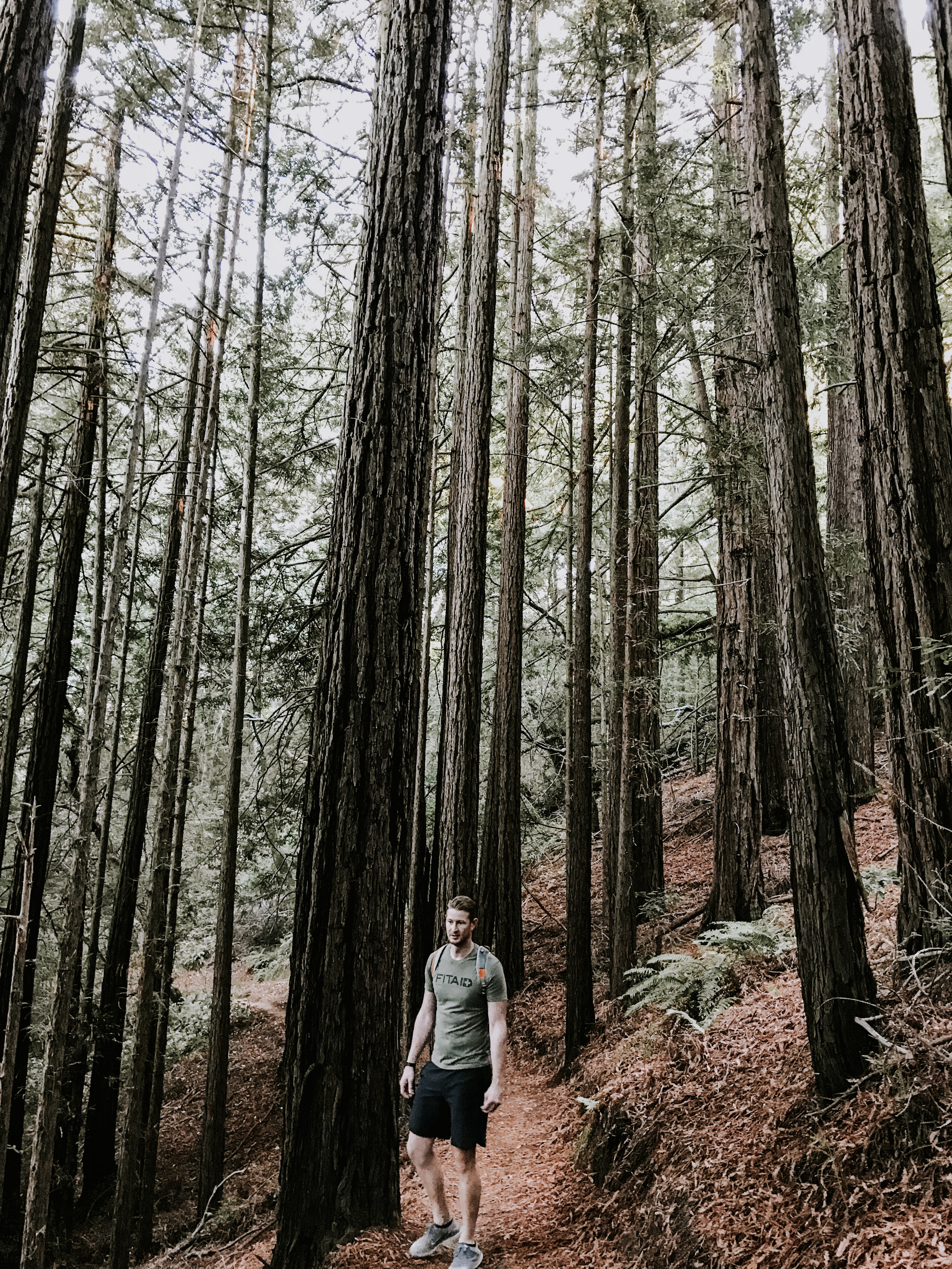 our trip to San Francisco - hiking in the redwoods in Mill Valley