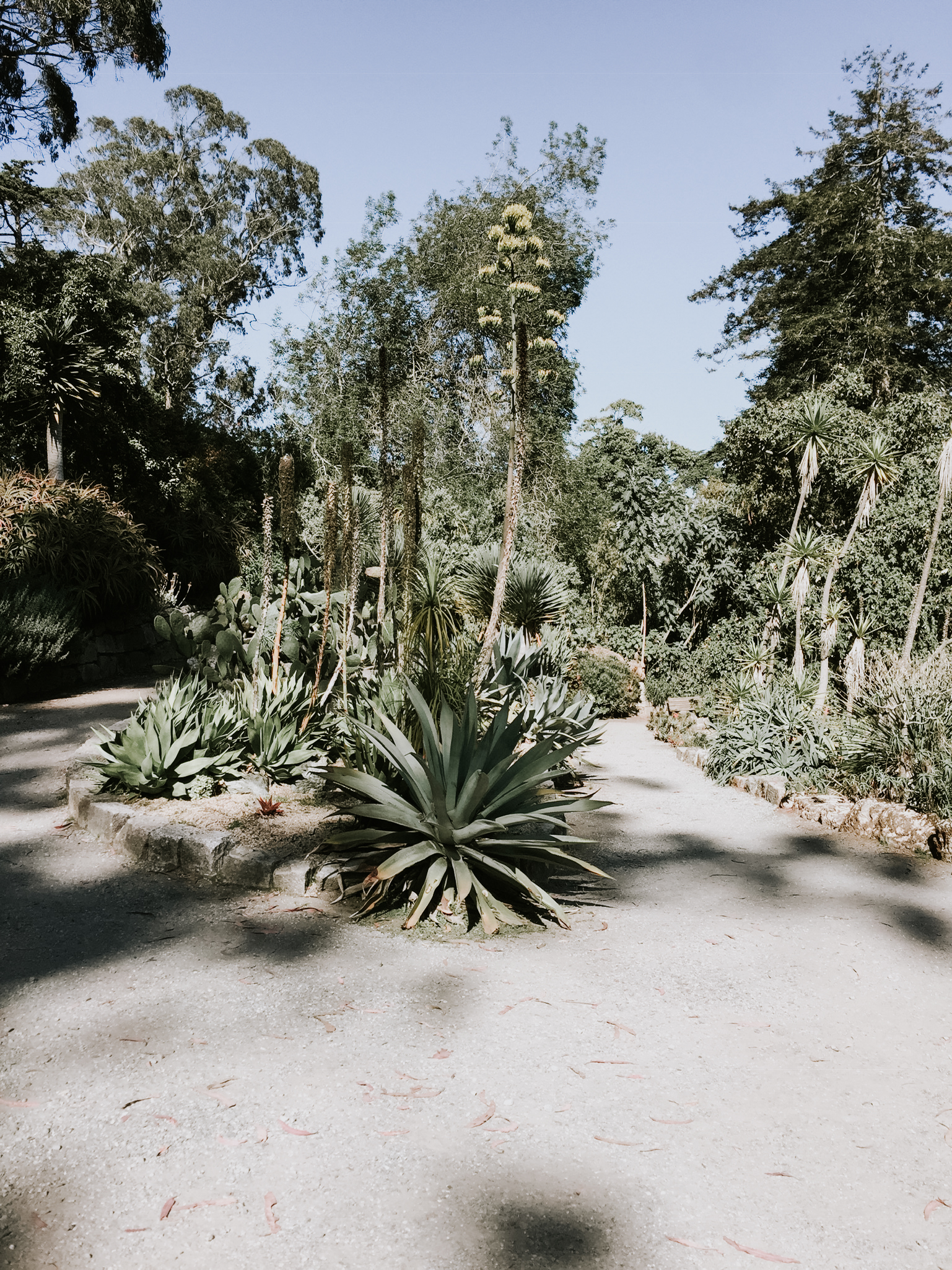 Walking through the Botanical Gardens