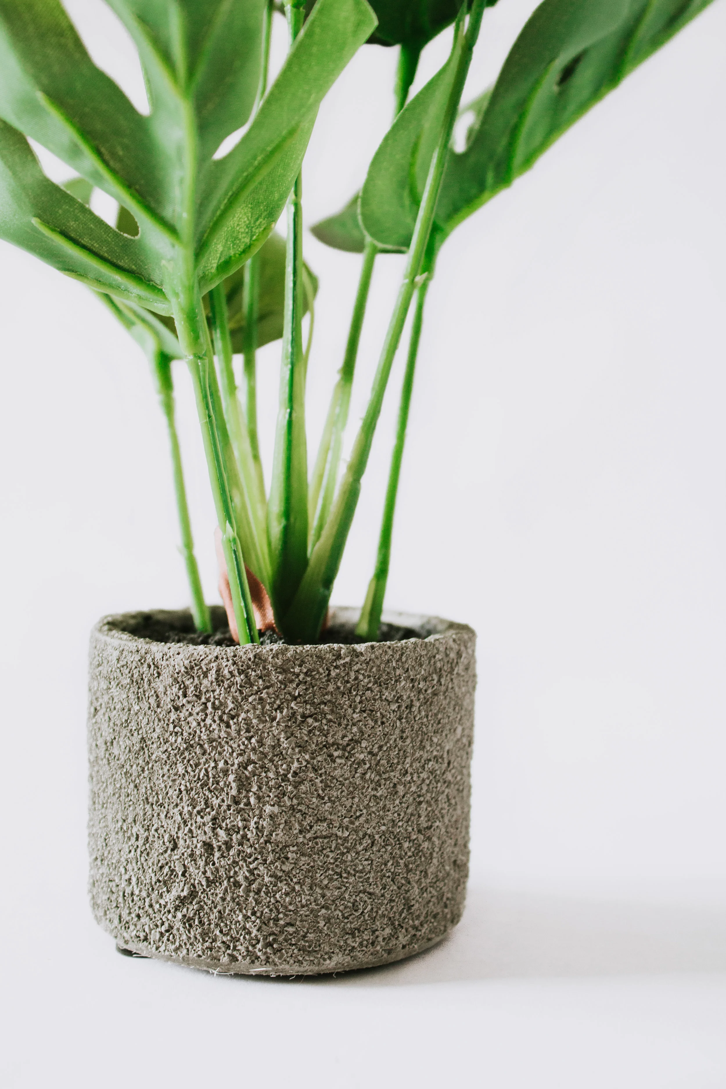 split leaf-3.jpg