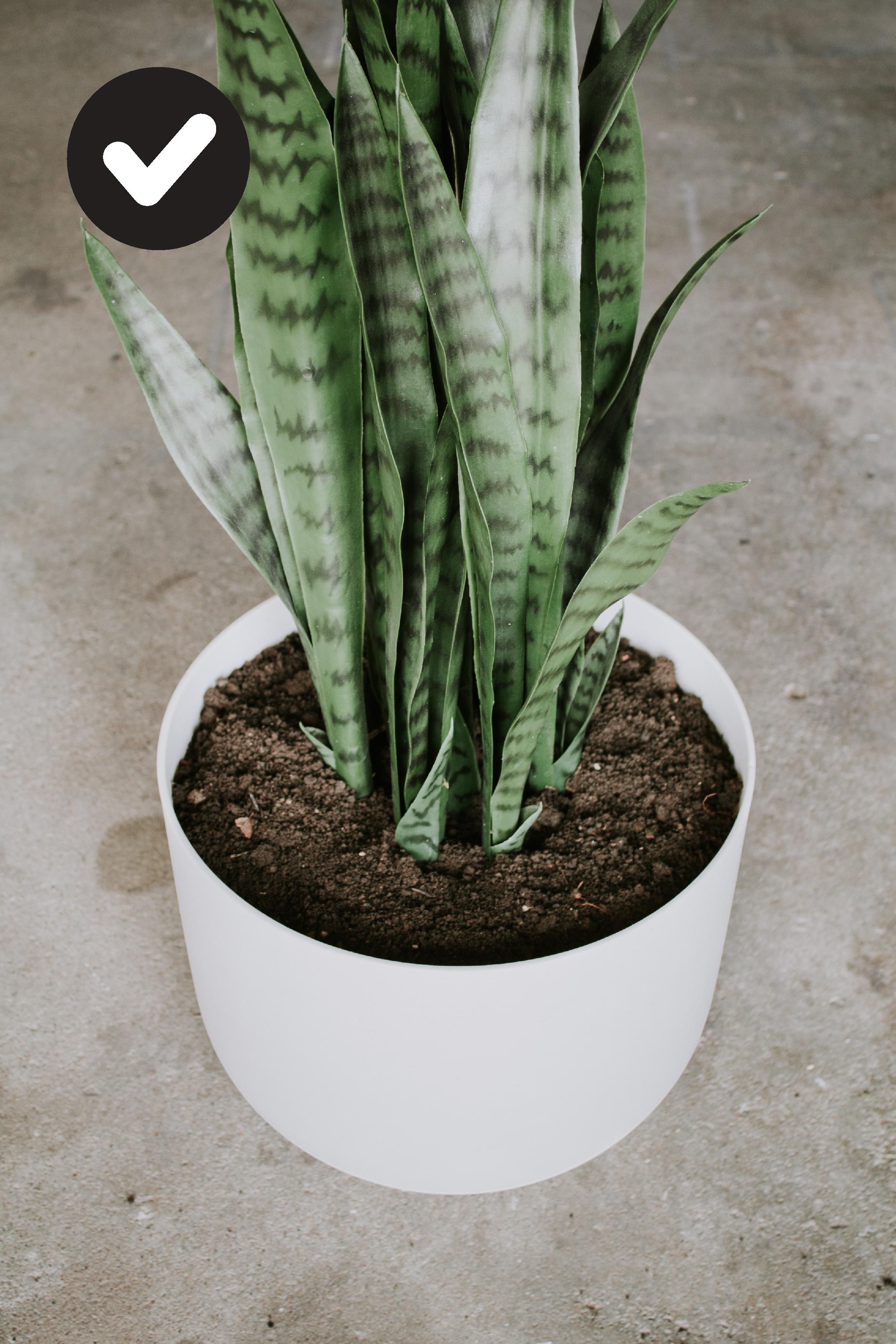 Ideal: A faux plant that appears to be planted in soil!
