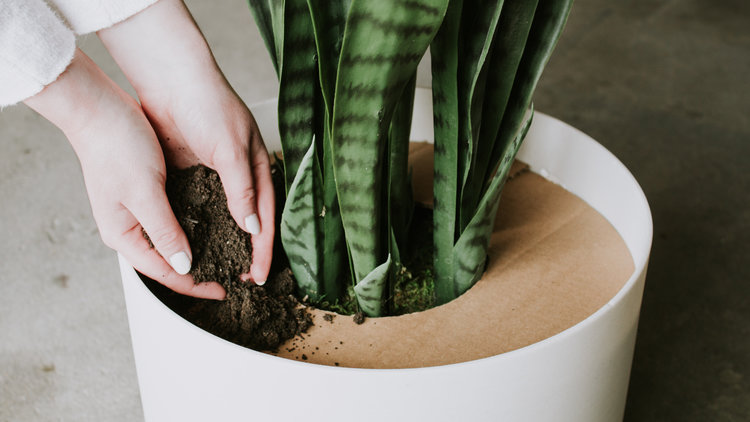 make-fake-plants-look-real-fake-dirt-from-coffee-dreamalittlebigger-10 ⋆  Dream a Little Bigger