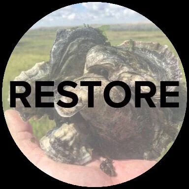 Restore.jpg