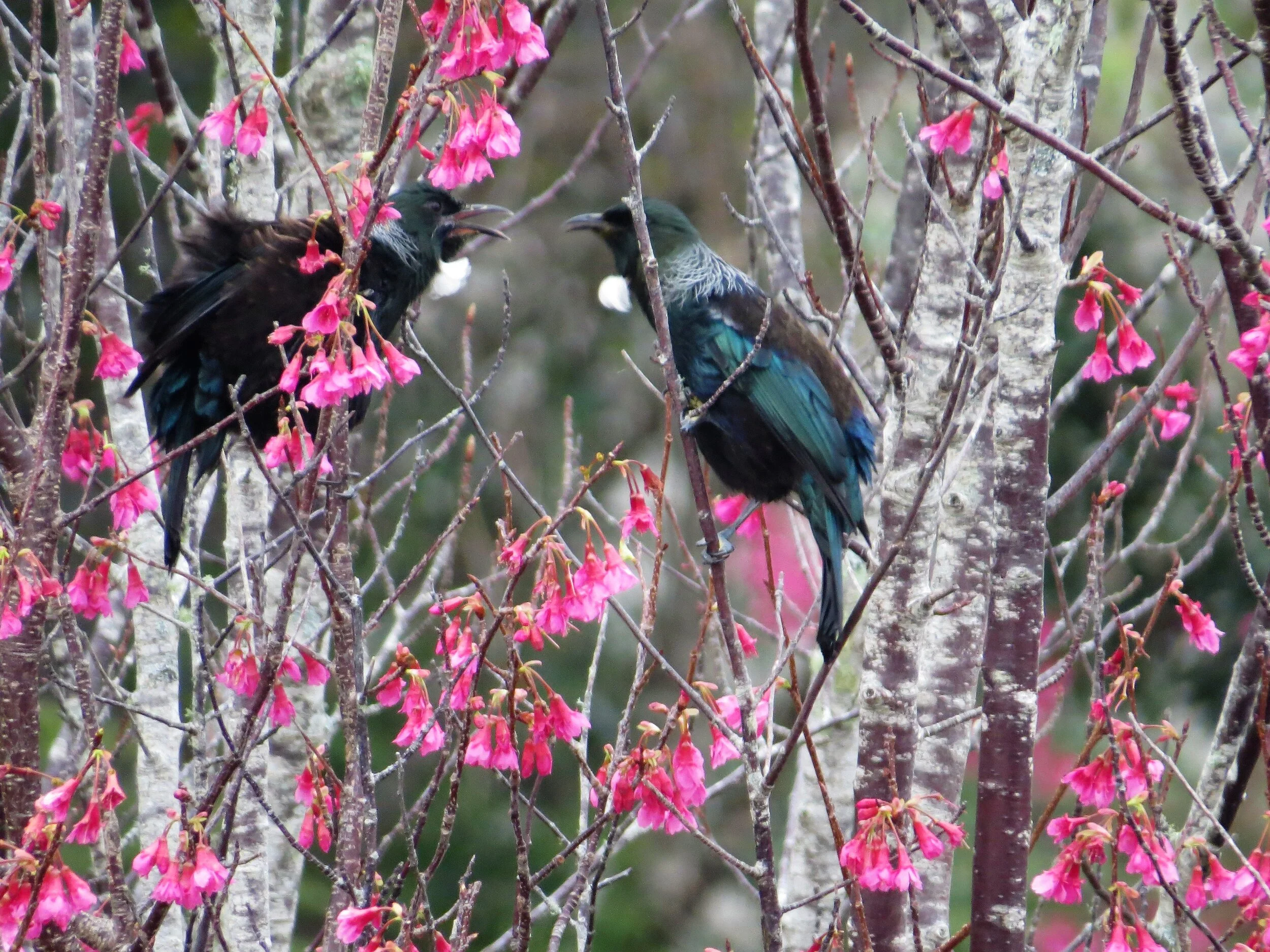 Tui.JPG