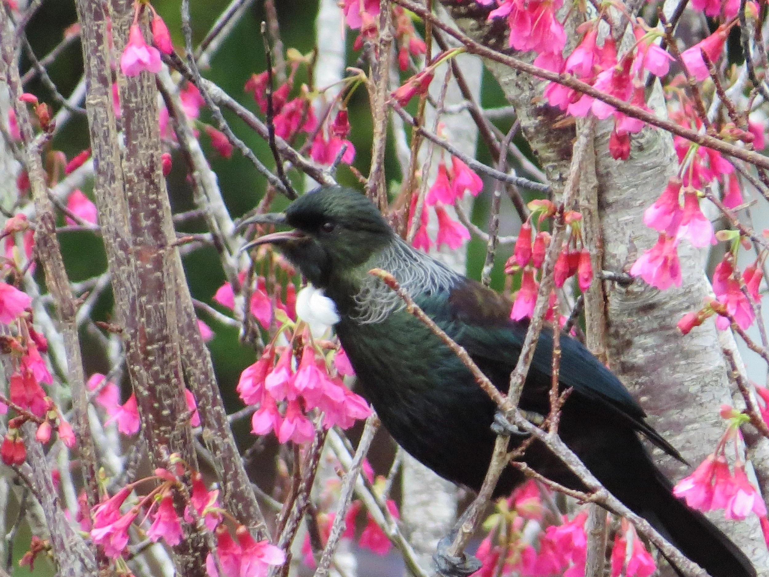Tui calling.JPG