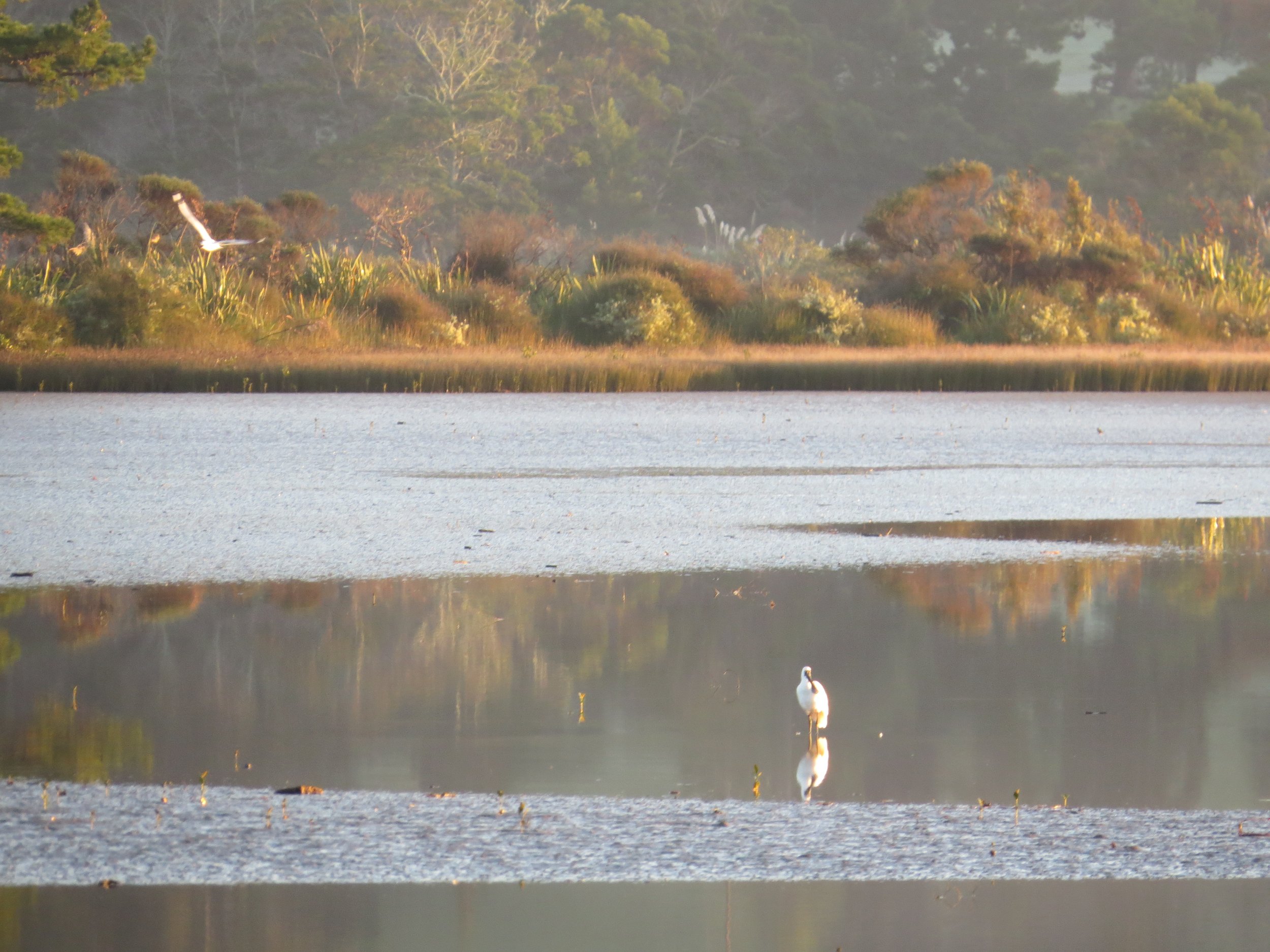 Royal Spoonbill in Estuary.JPG