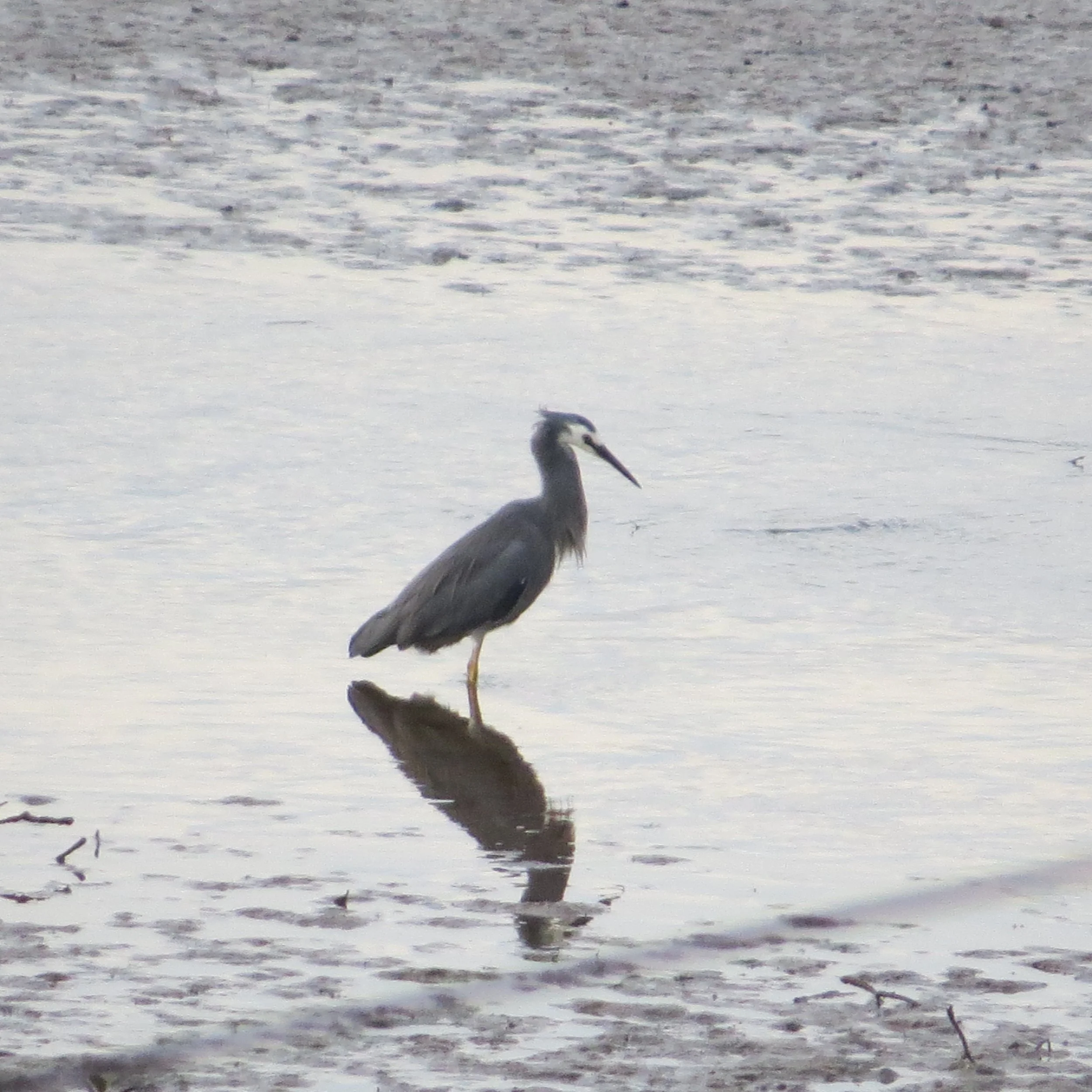 White face Heron.JPG