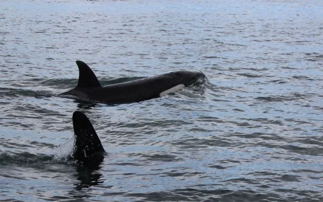 Orca.jpg