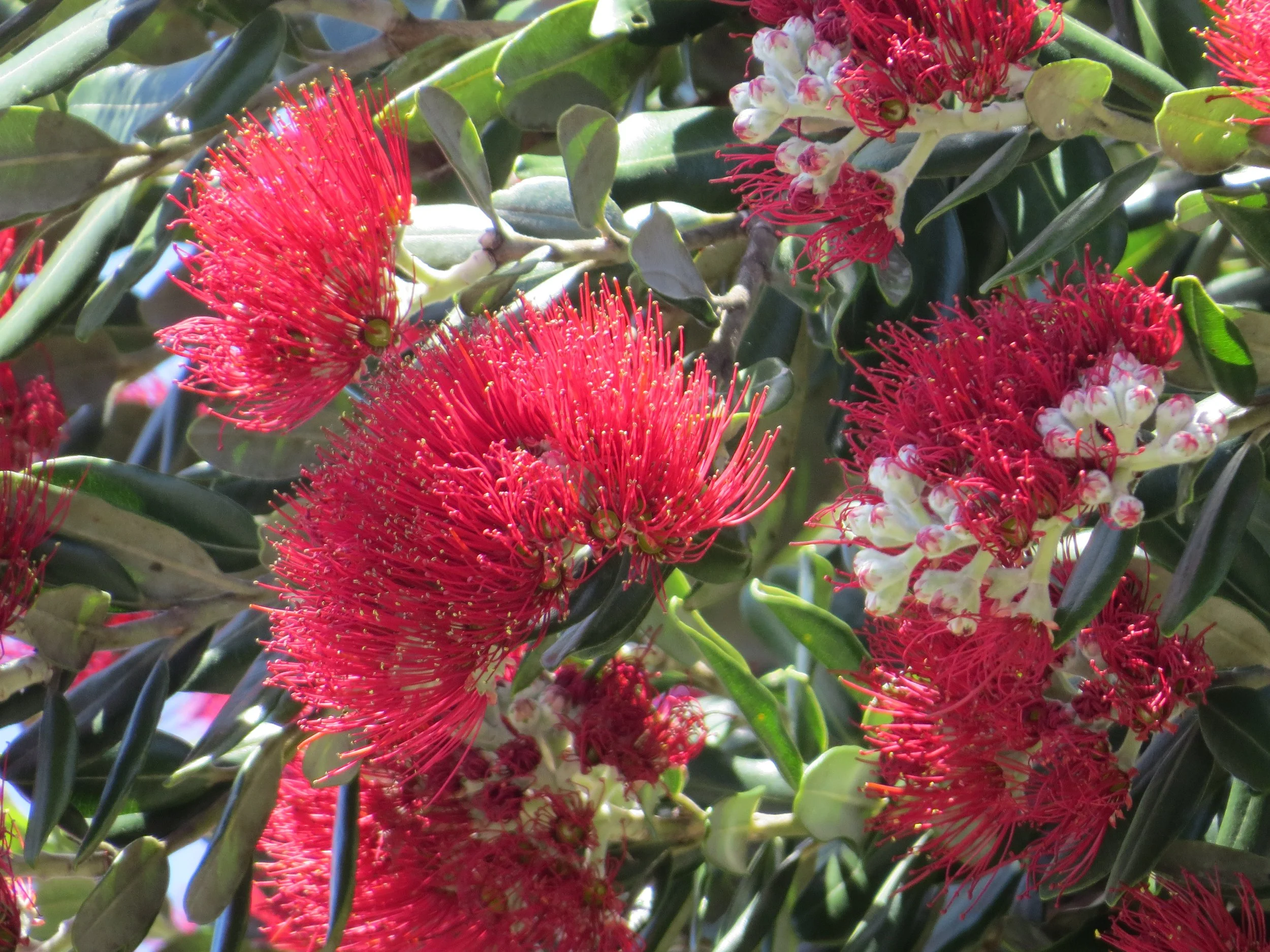 Pohutukawa tree (Metrosideros excelsa) flowers.JPG