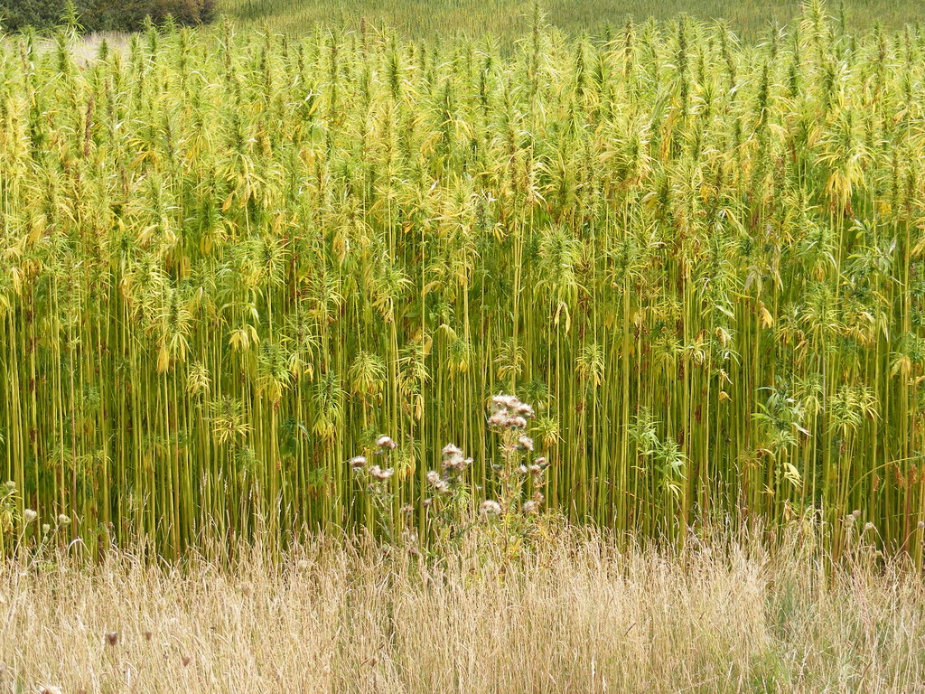 This is true industrial fiber hemp.