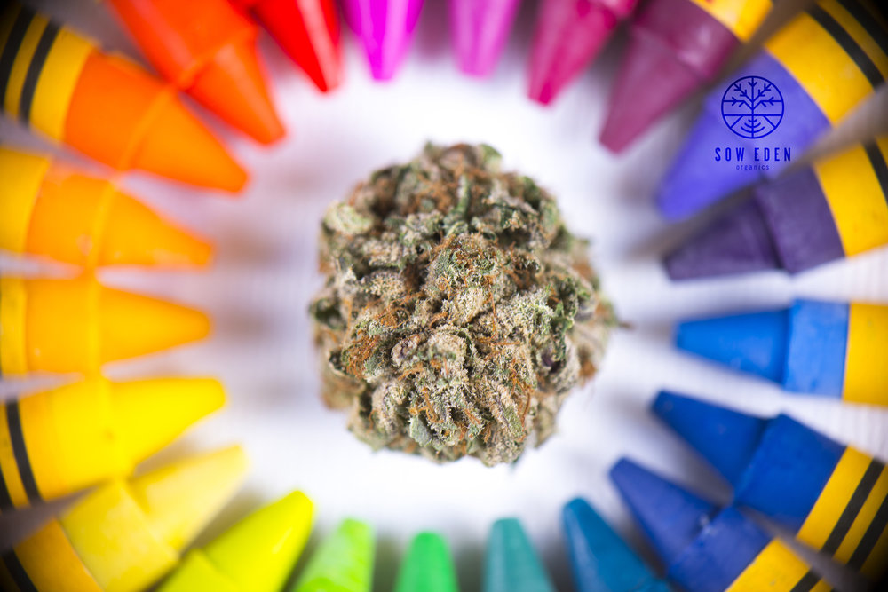 Just as a rainbow has many colors, full-spectrum cannabis oil contains a wide variety of cannabinoids including THC, CBD, CBG, CBC, and so forth.