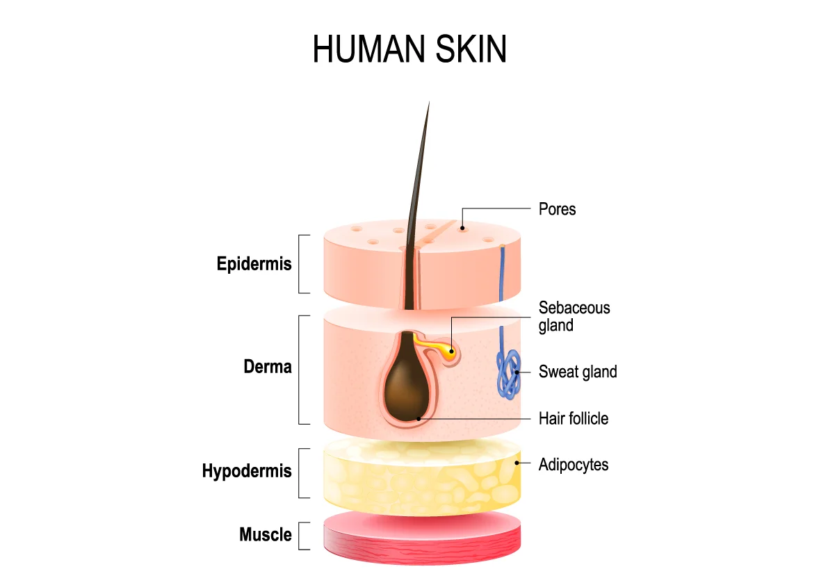 HumanSKin.jpg